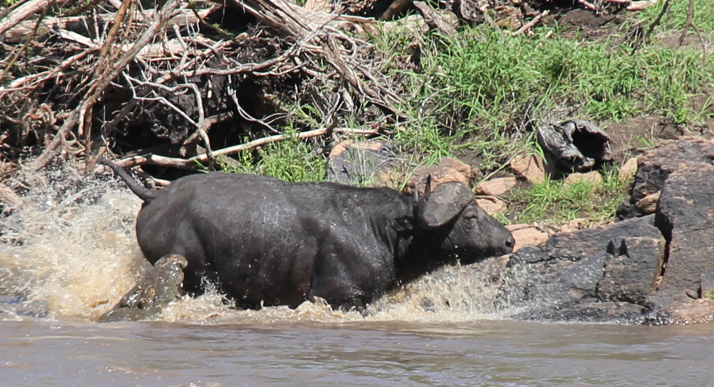 serengeti national park, tanzania