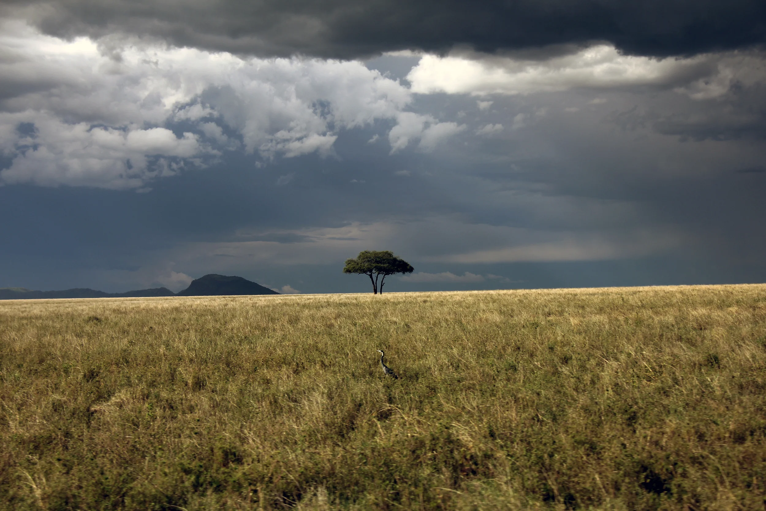 serengeti national park, tanzania