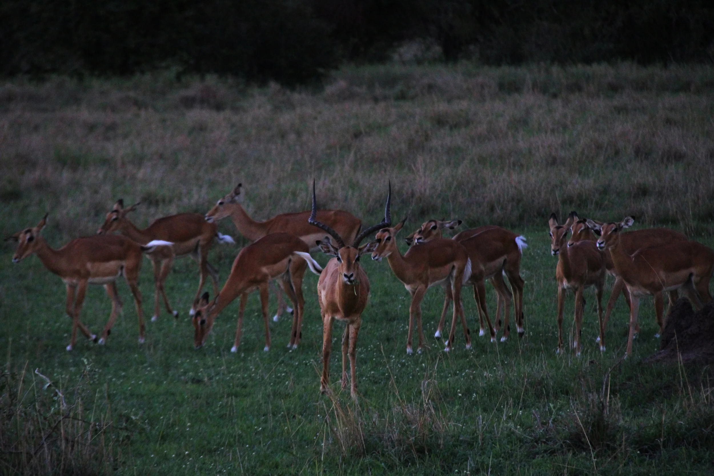 serengeti national park, tanzania