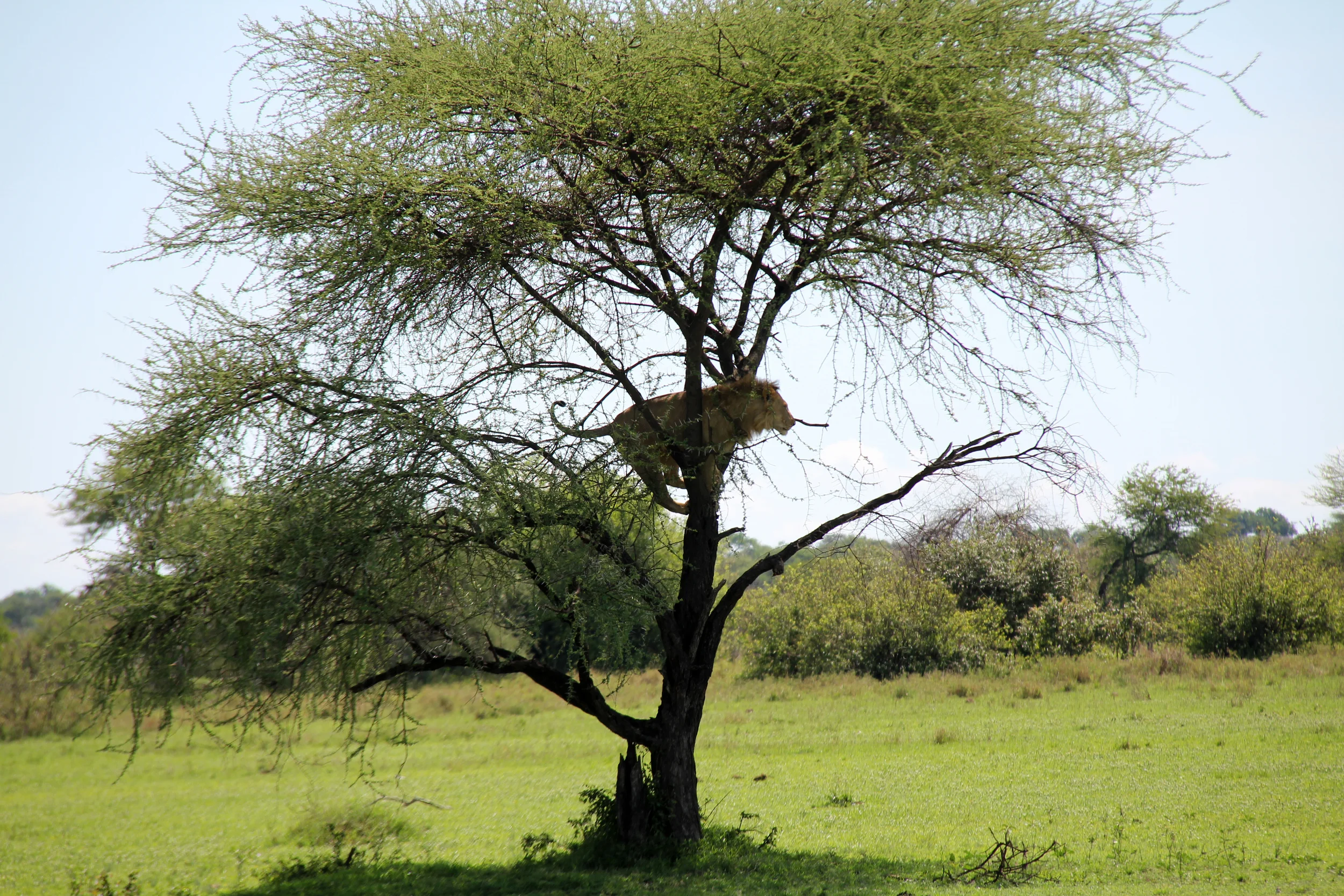 serengeti national park, tanzania