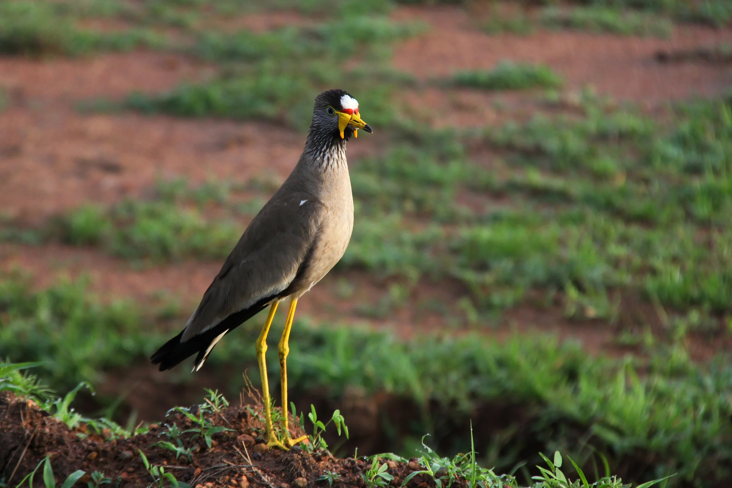 serengeti national park, tanzania