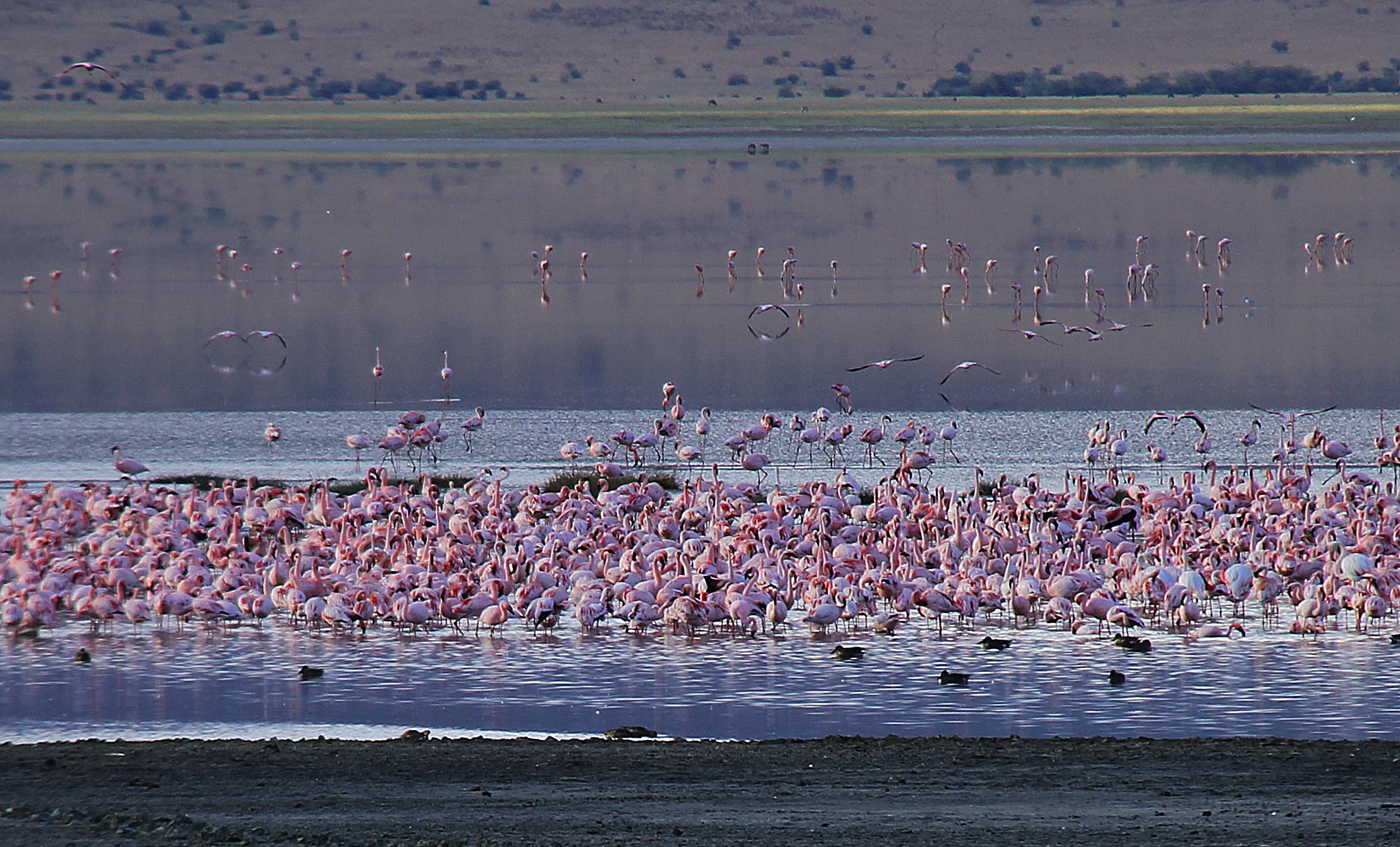 pink flamingos, ngorongoro conservation area, tanzania