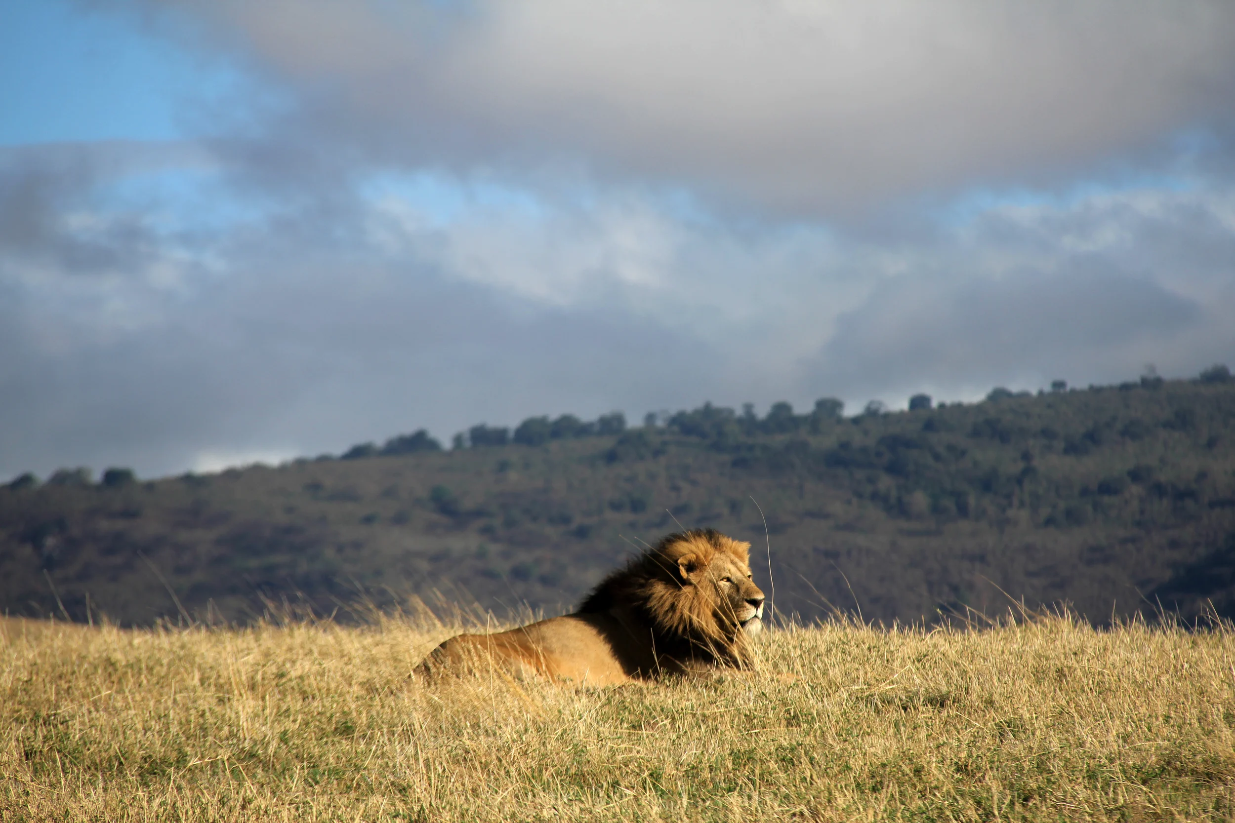 lion, ngorongoro conservation area, tanzania