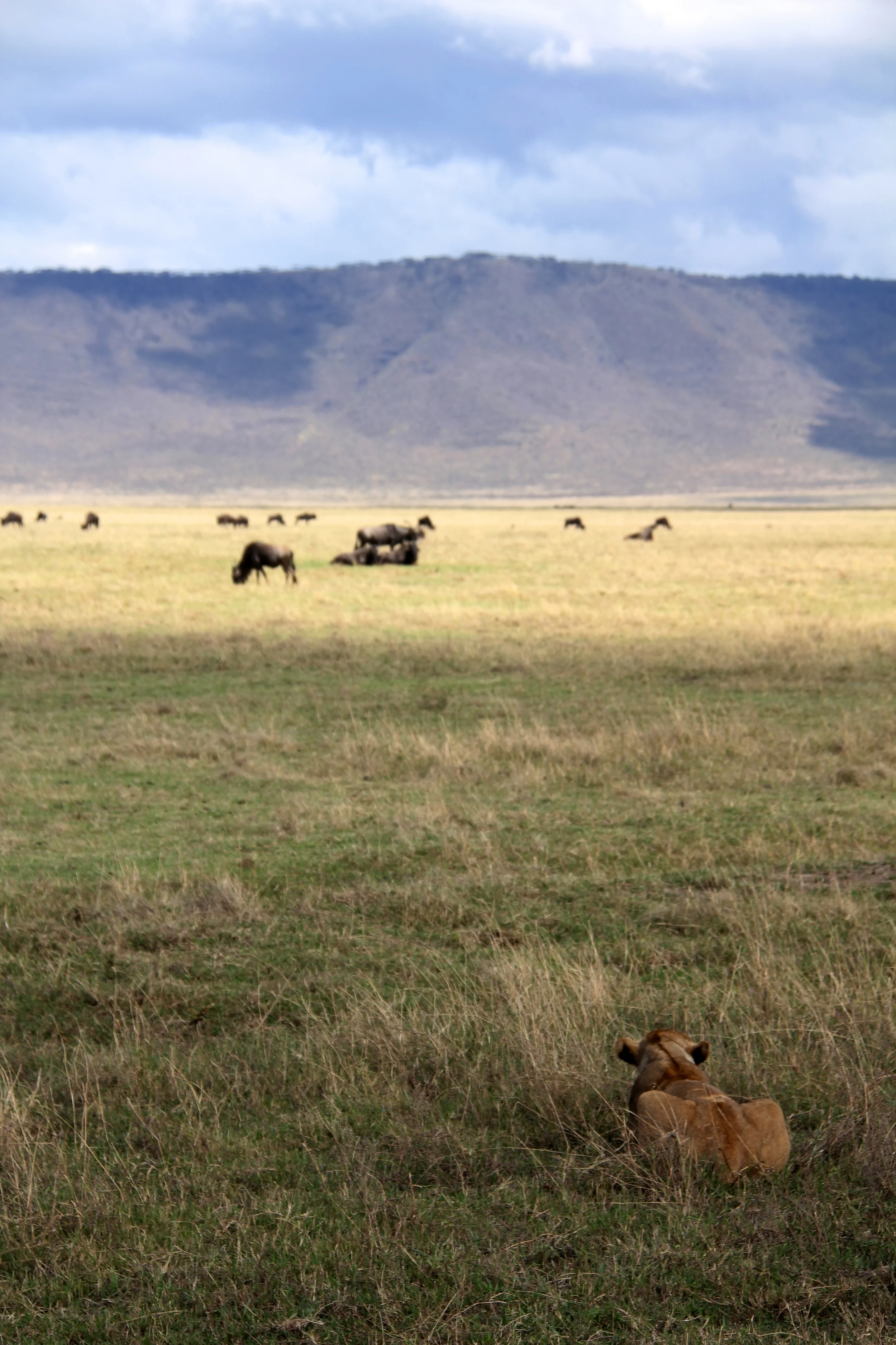 lion and wildebeests, ngorongoro conservation area, tanzania