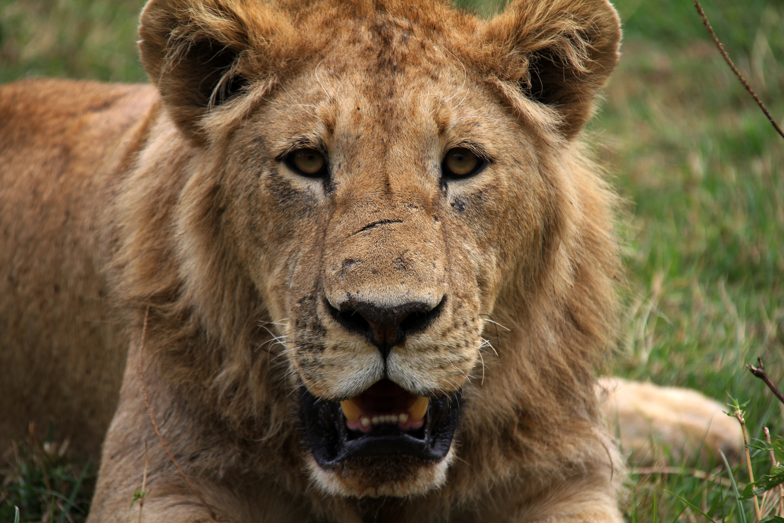 lion, ngorongoro conservation area, tanzania