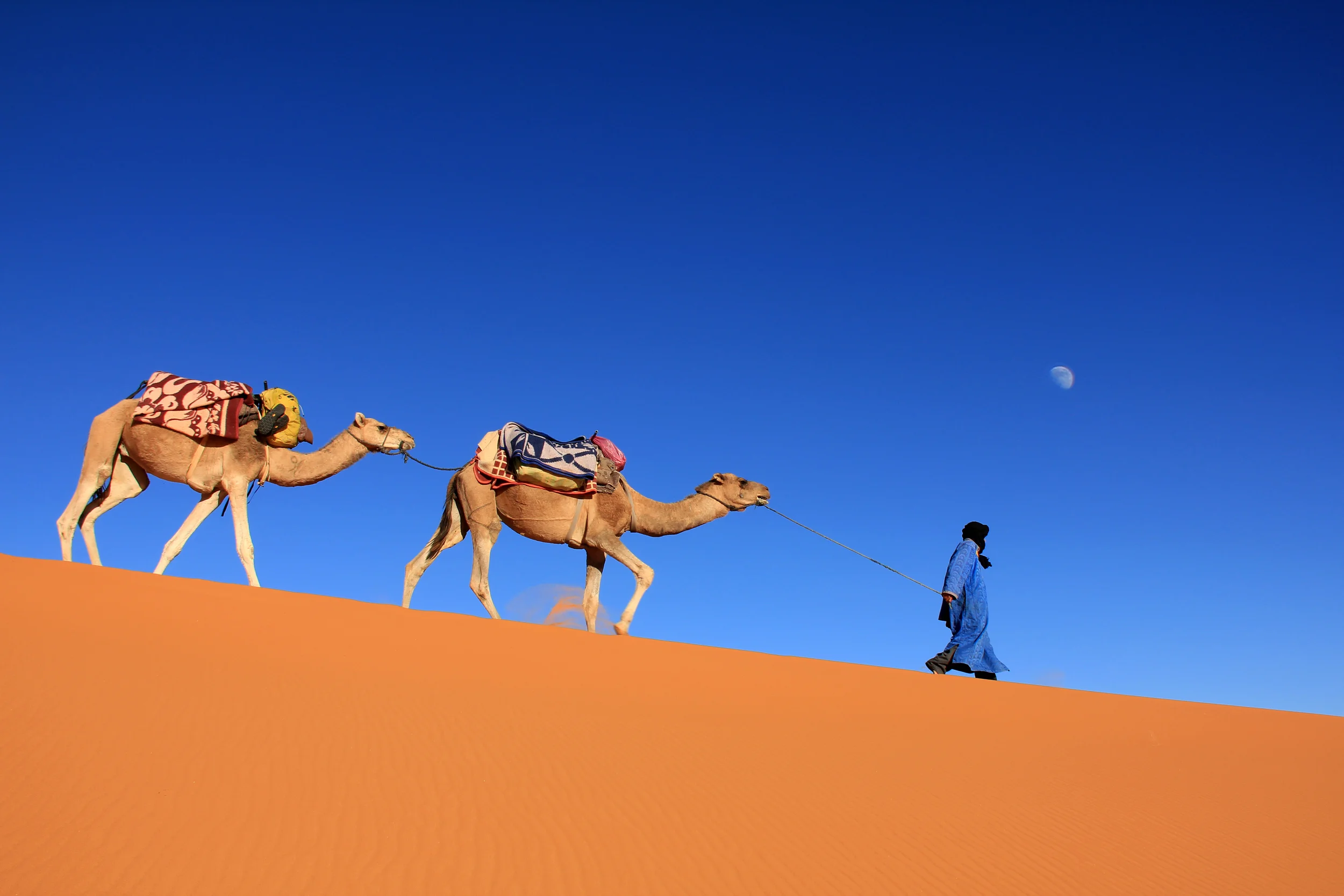 camel trekking in erg chebbi dunes, morocco