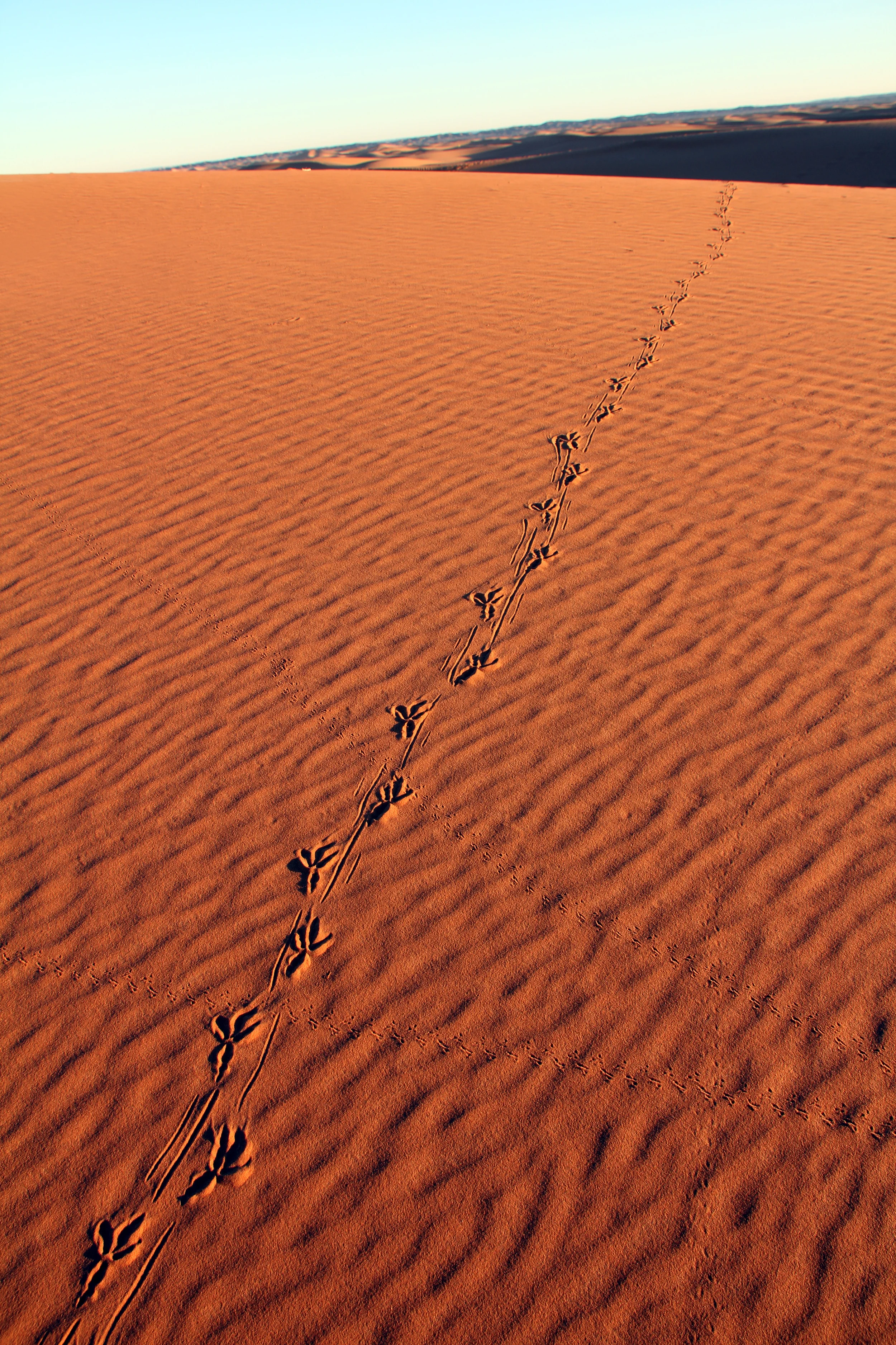 footprints in erg chebbi dunes, morocco