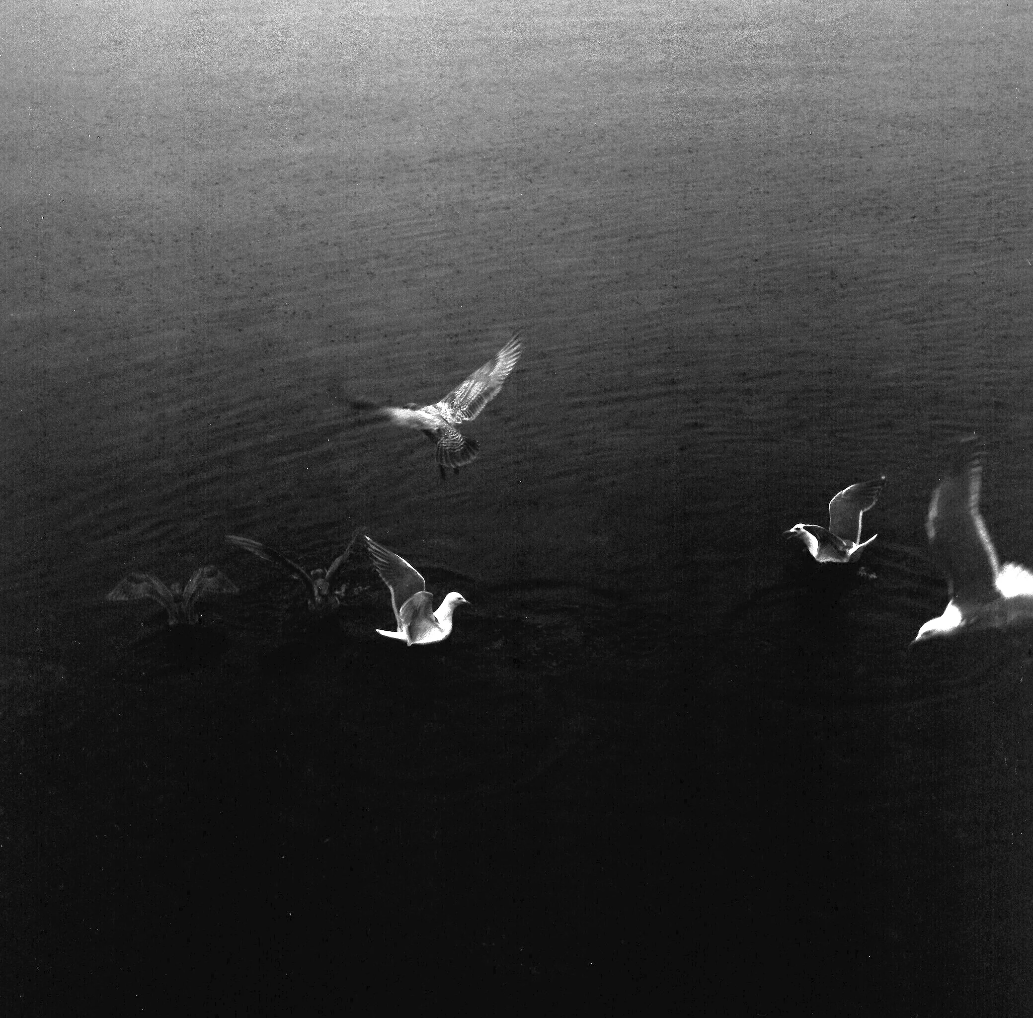 birds.jpg