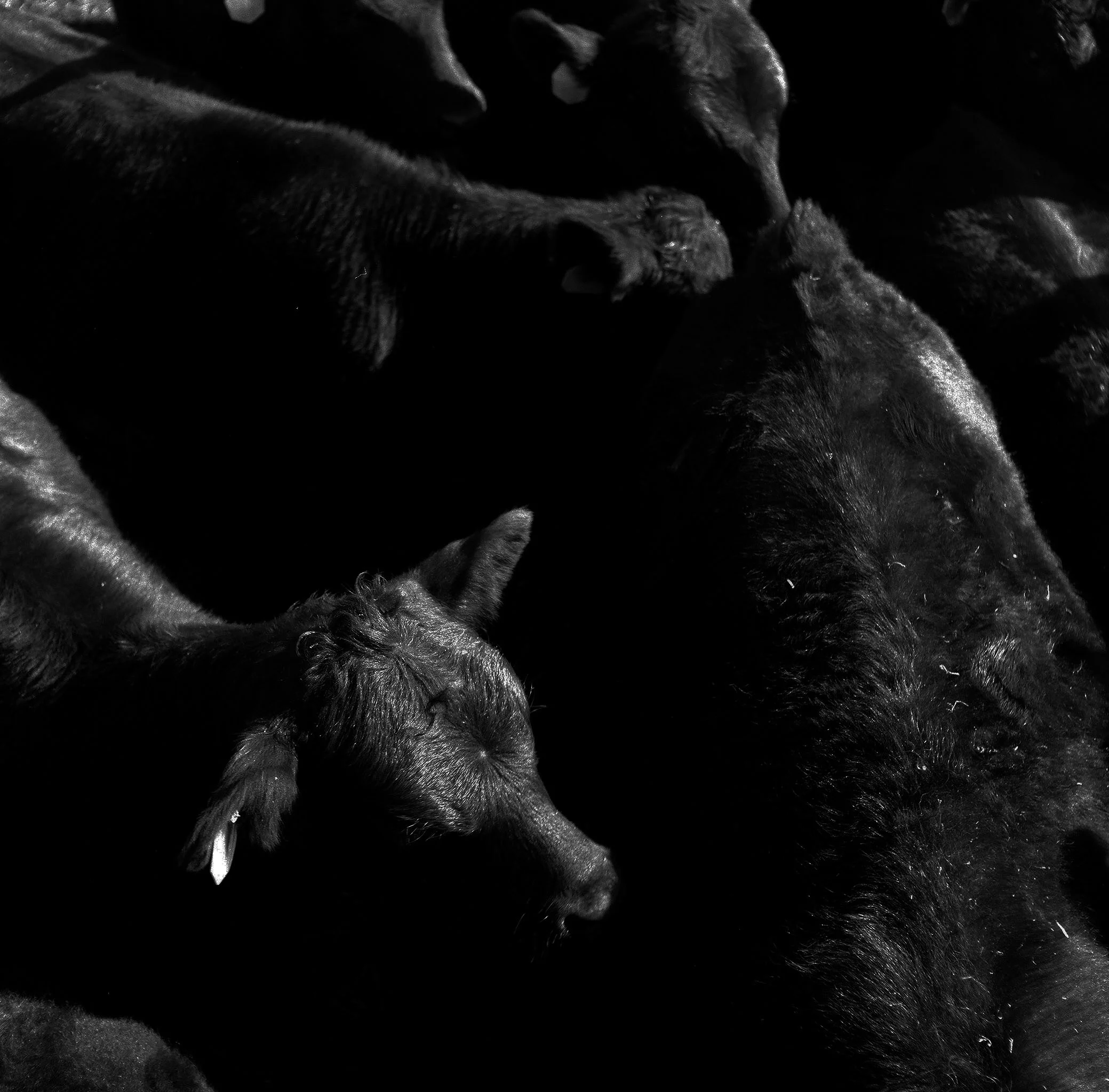 black calves.JPG