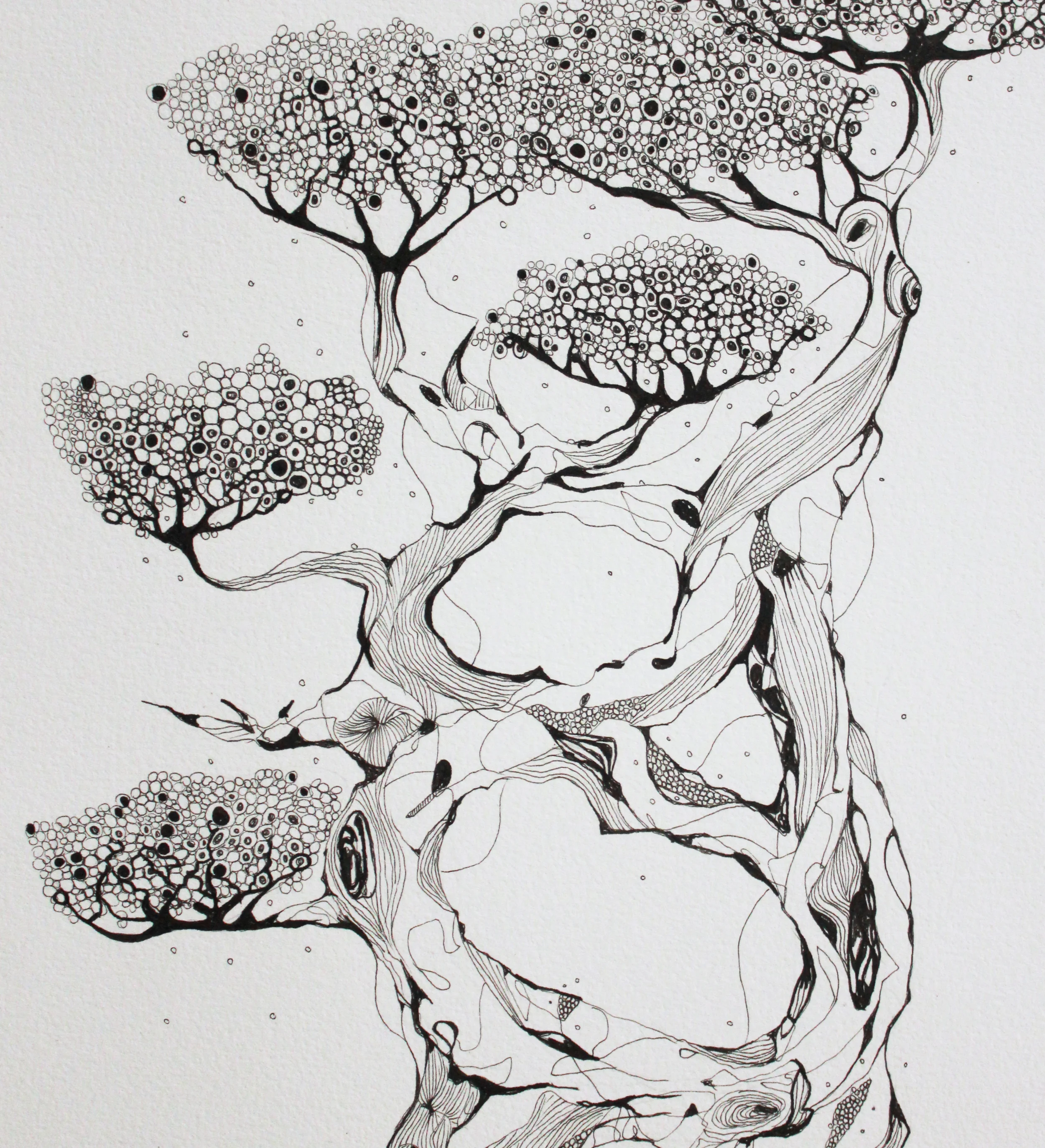 Bonsai Commission