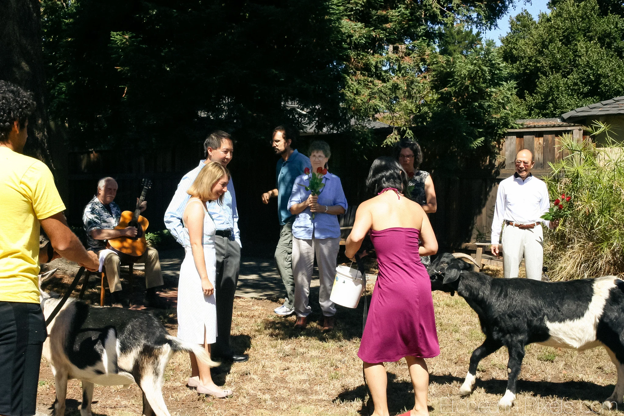 Goats approach man and woman while crowd watches.