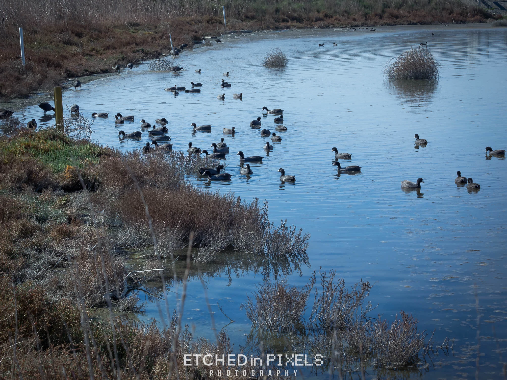 Coots in color.