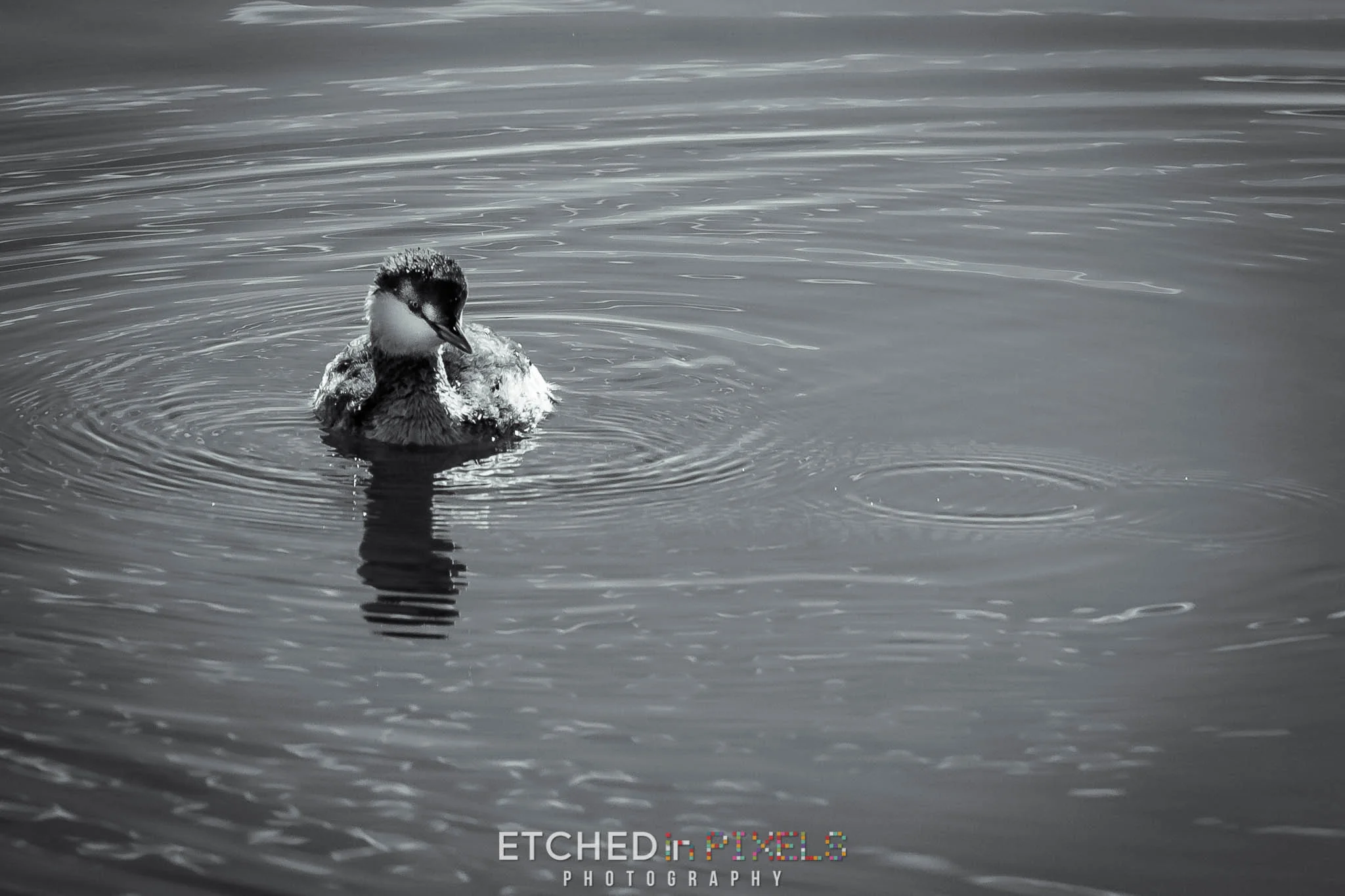 Don't know what species this is. Do you?