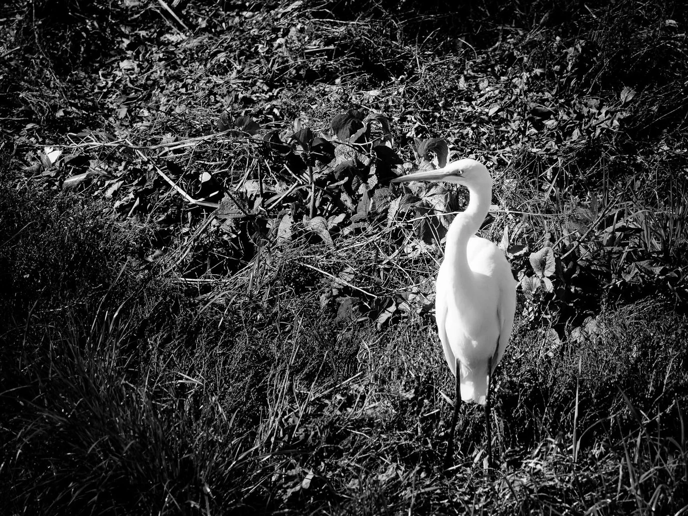 Shoreline Park Photowalk