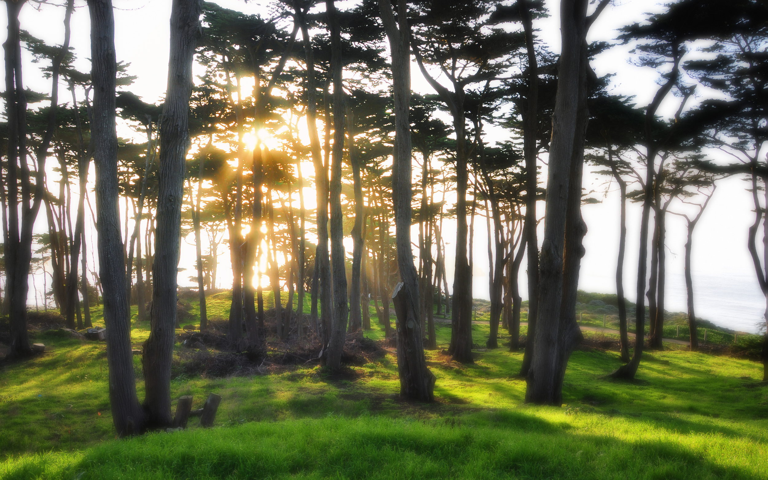Sunlight Through the Trees