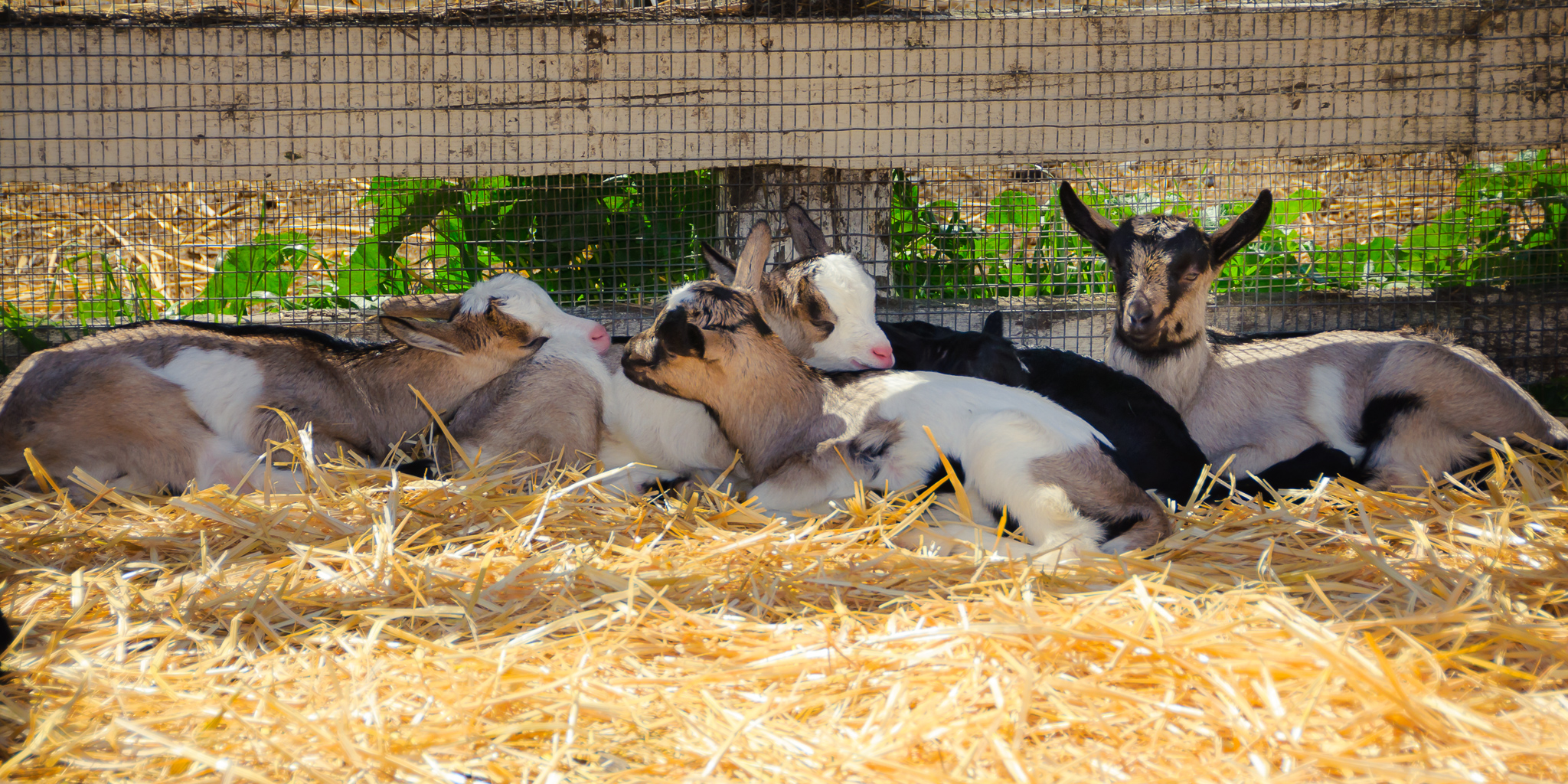 DSC_20130323_7073_web_5.jpg