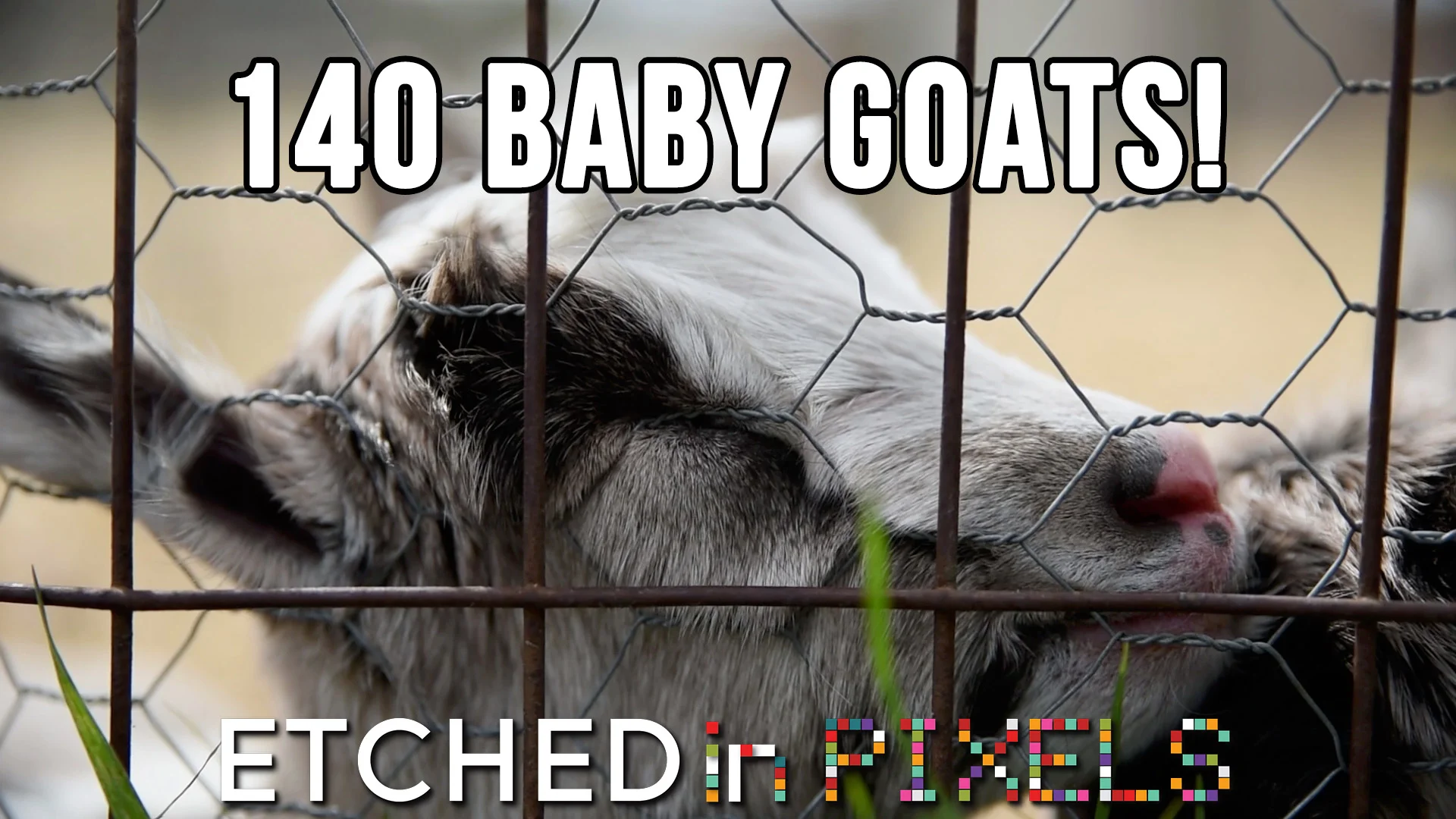 VIDEO: 140 Goats Born at Harley Farms!