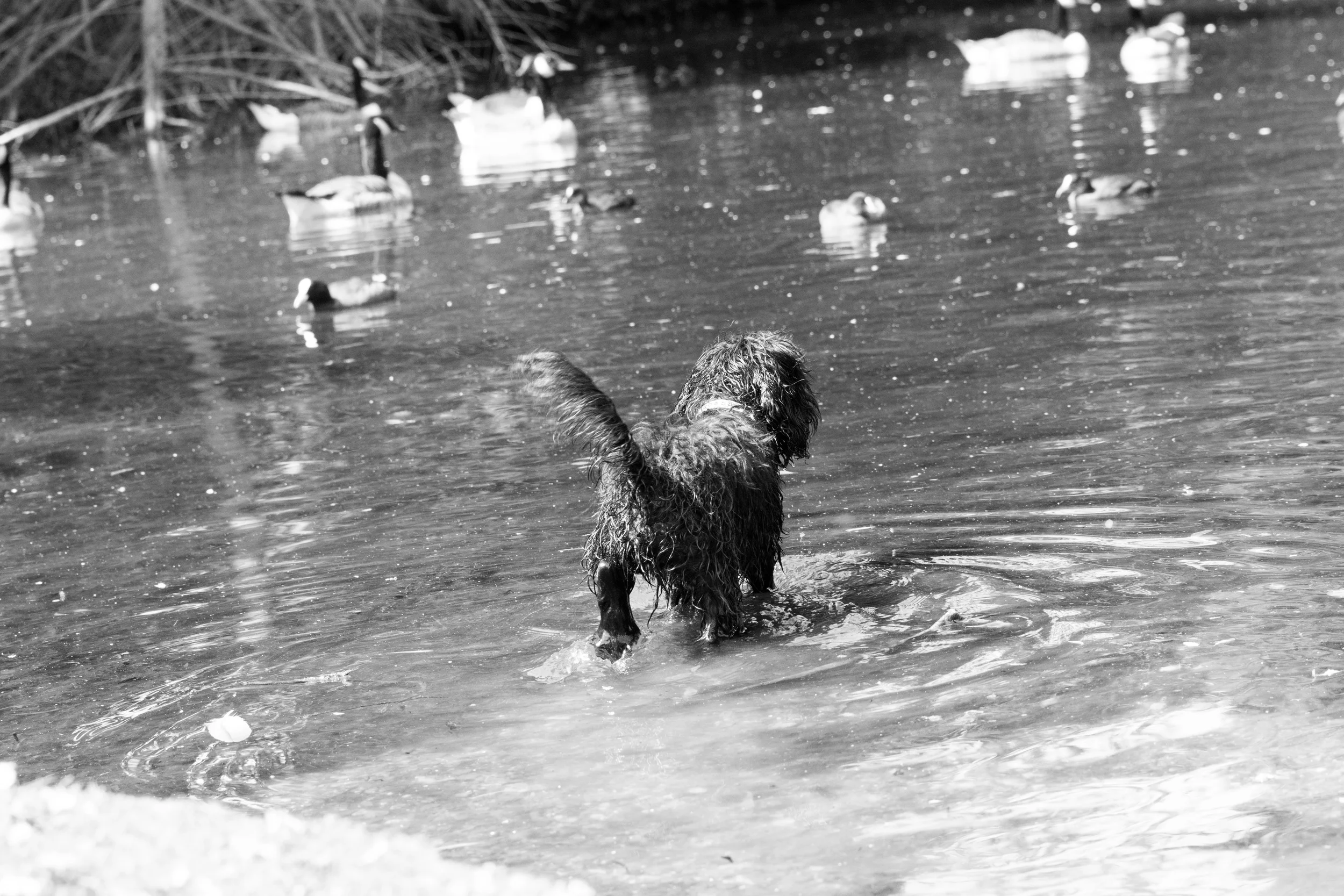 Bertie-004.jpg