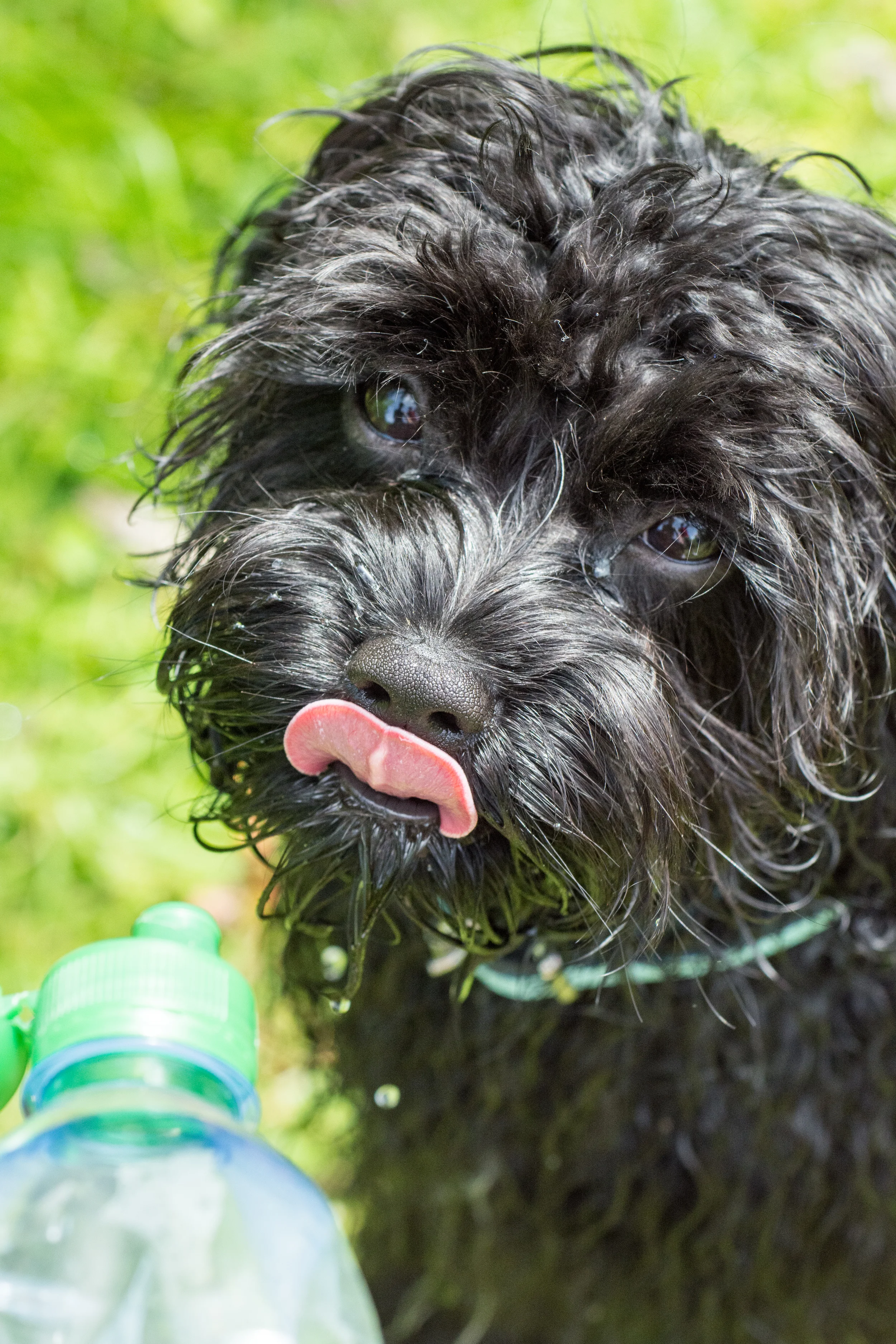 Bertie-061.jpg