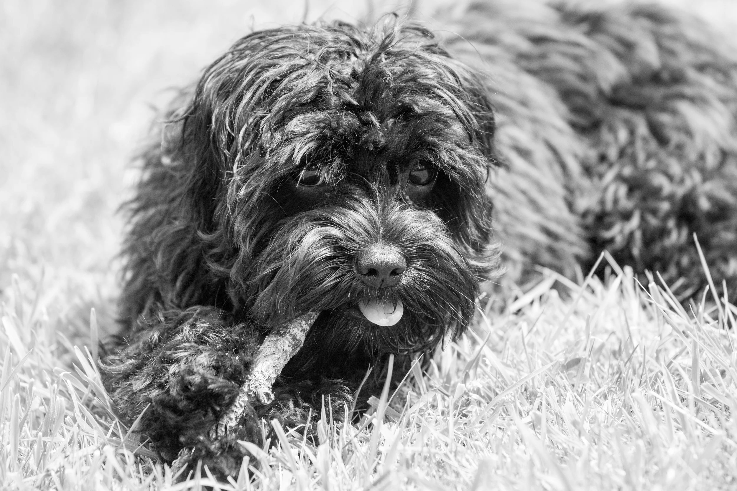 Bertie-083-2.jpg