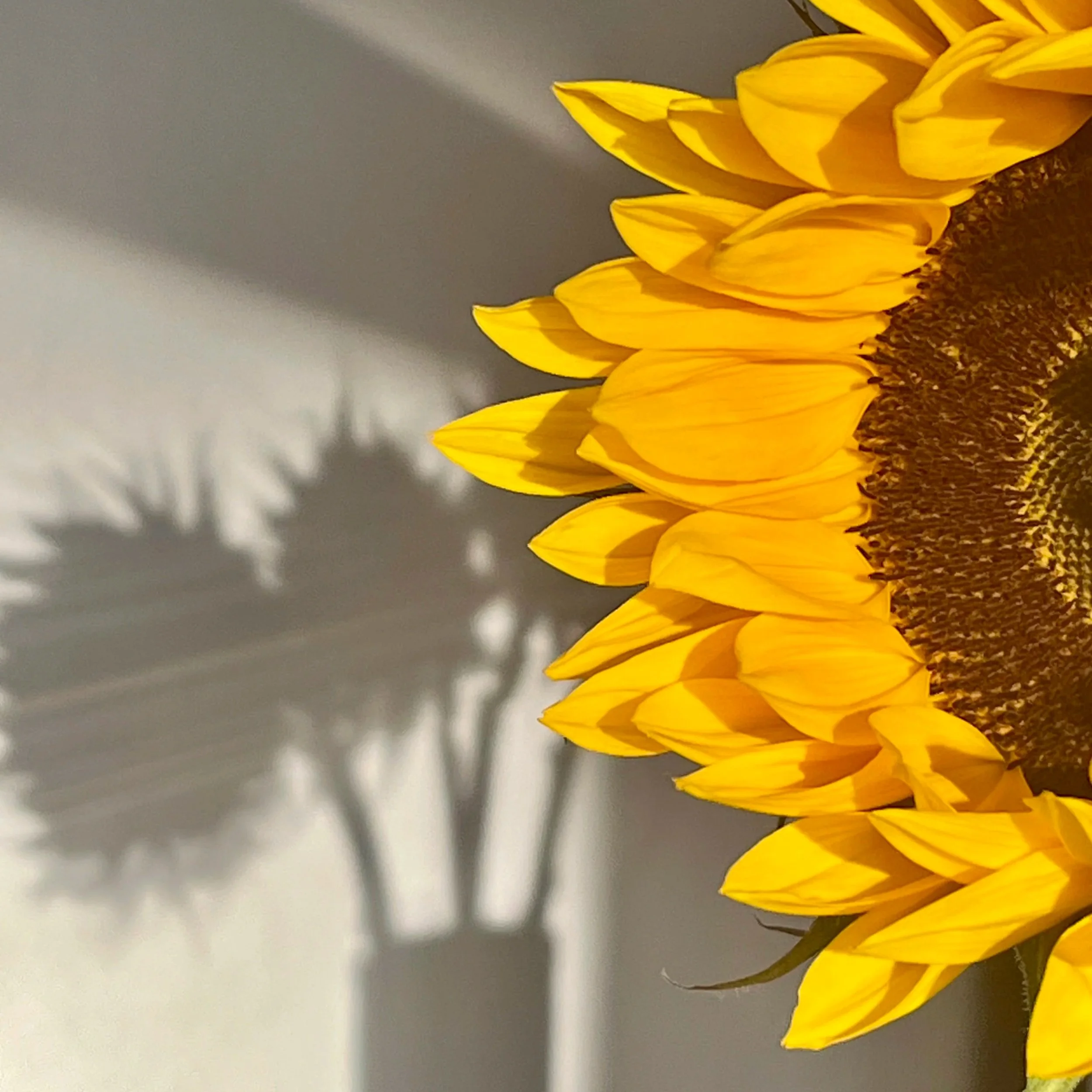 What Does a Menopause Nutritionist Do (and When Is It Worth Seeing One)?