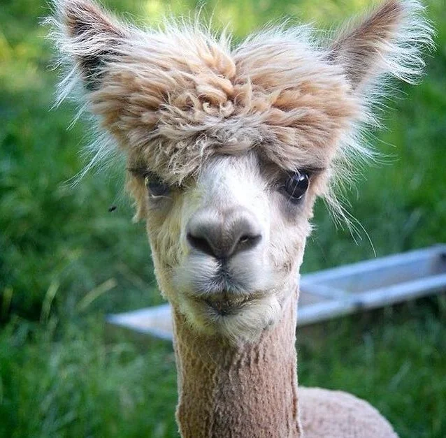 photo.PNG