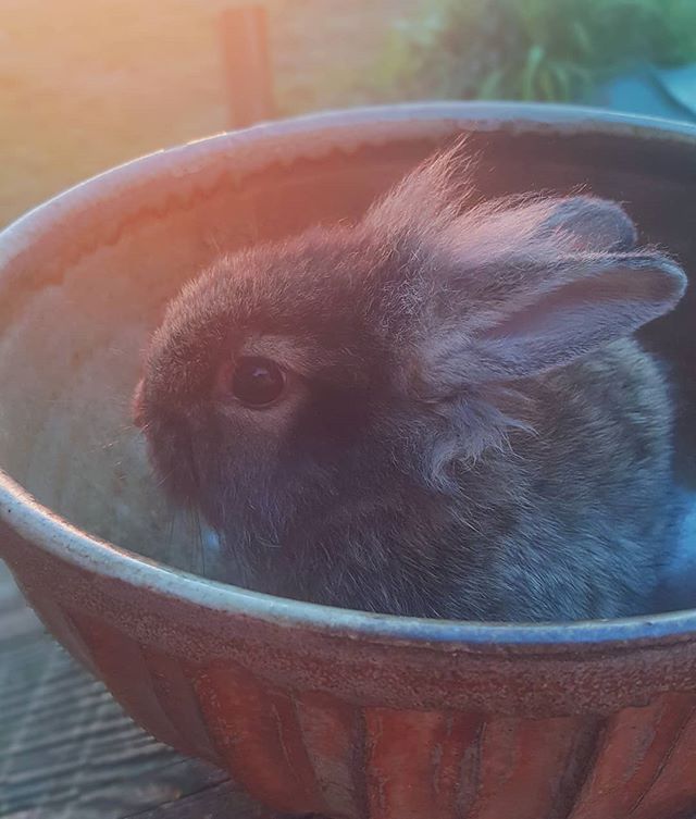 Introducing our newest bowl shape: Fresh Rabbit Stew! Just pullin' your leg, Internet. This little one is Cleo's birthday surprise, tentatively named Fumdy-Mumdy. Or Cute-uhh. Stay tuned for the final verdict.
I have been in an Instagram funk lately. My photos don't look good or curated enough, the world is too chaotic and sad for gratuitous pottery shots, my phone is quickly becoming a relic, blah, blah, blah. But what Joe and I really love about Instagram is seeing what is important and beautiful in the lives of our friends, fellow makers, and world changers. Big or small, pottery or personal. We don't want our presence on your small screen to be marketing thinly disguised as genuine sharing. So I am shaking off the dust of doubt, starting with Fumdy-Mumdy and a dazzling sunset. There are plenty of places to find perfectly curated content online, but only one to find our story. We hope you will stick around to be part of it.
#pottery #handmade #mineralpoint #lionhead #wisconsinlife #sunset