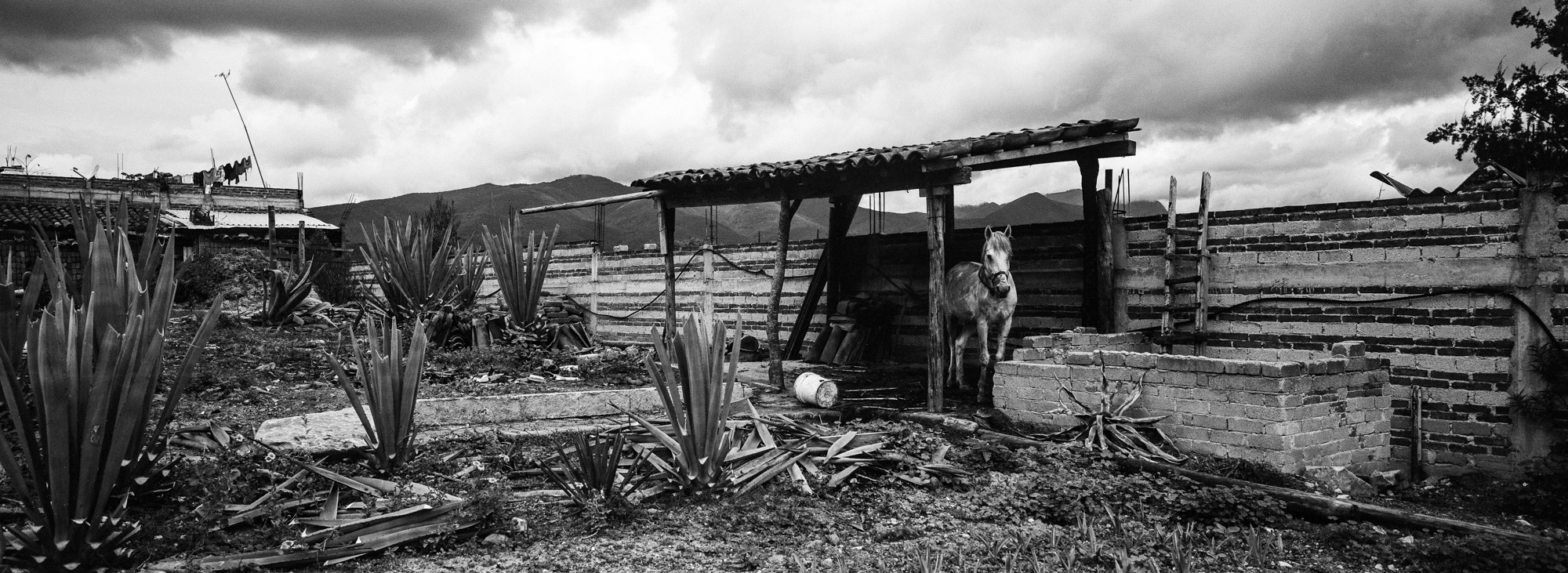 Oaxaca, Mexico - A palenque in Matatlan, Oaxaca, 2018.