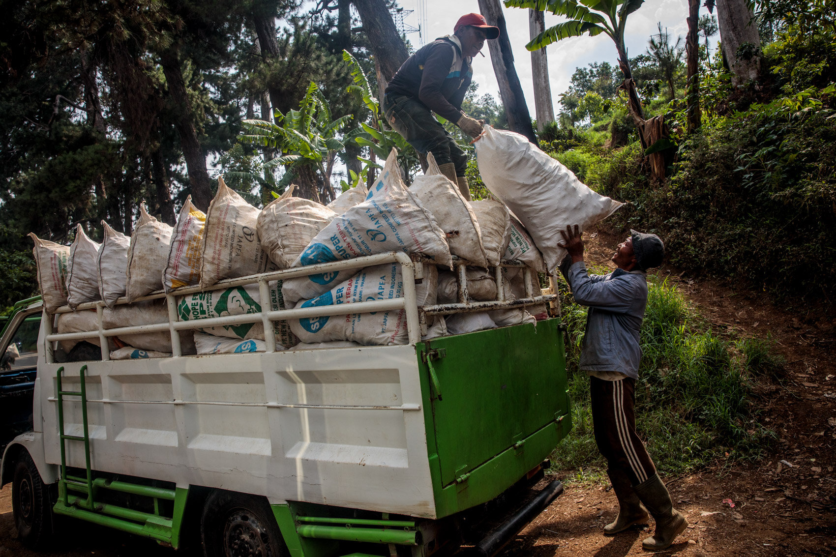  BANDUNG, INDONESIA: Farmers load locally grown carrots on to the back of the truck by the source of the Citarum River in Cisanti on the slopes of Mount Wayang on November 24, 2019 in Java, Indonesia. 