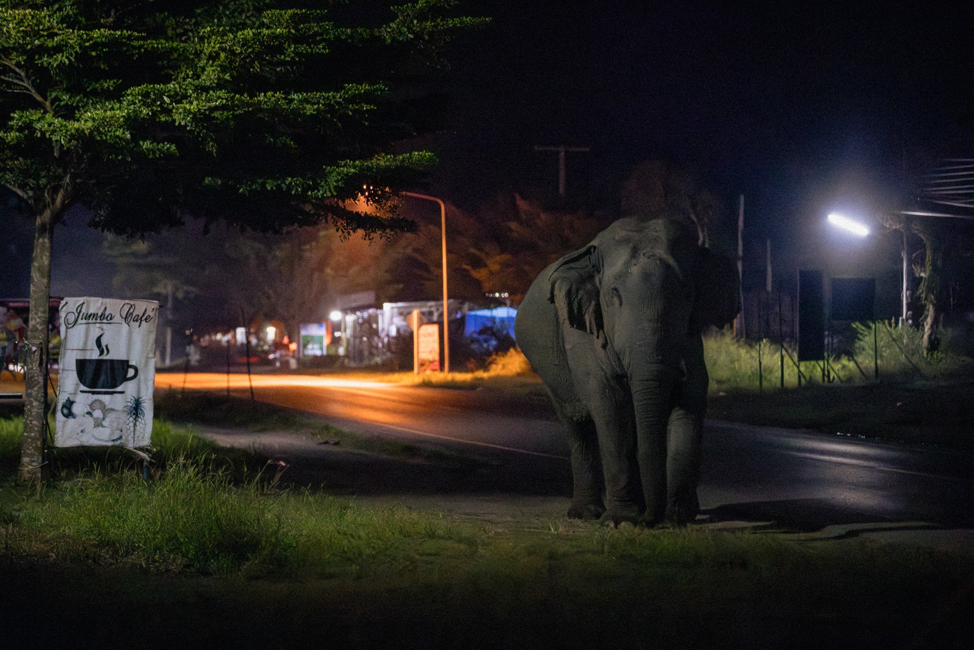  A wild elephant roams Chalermkiat Pattana village at night. 