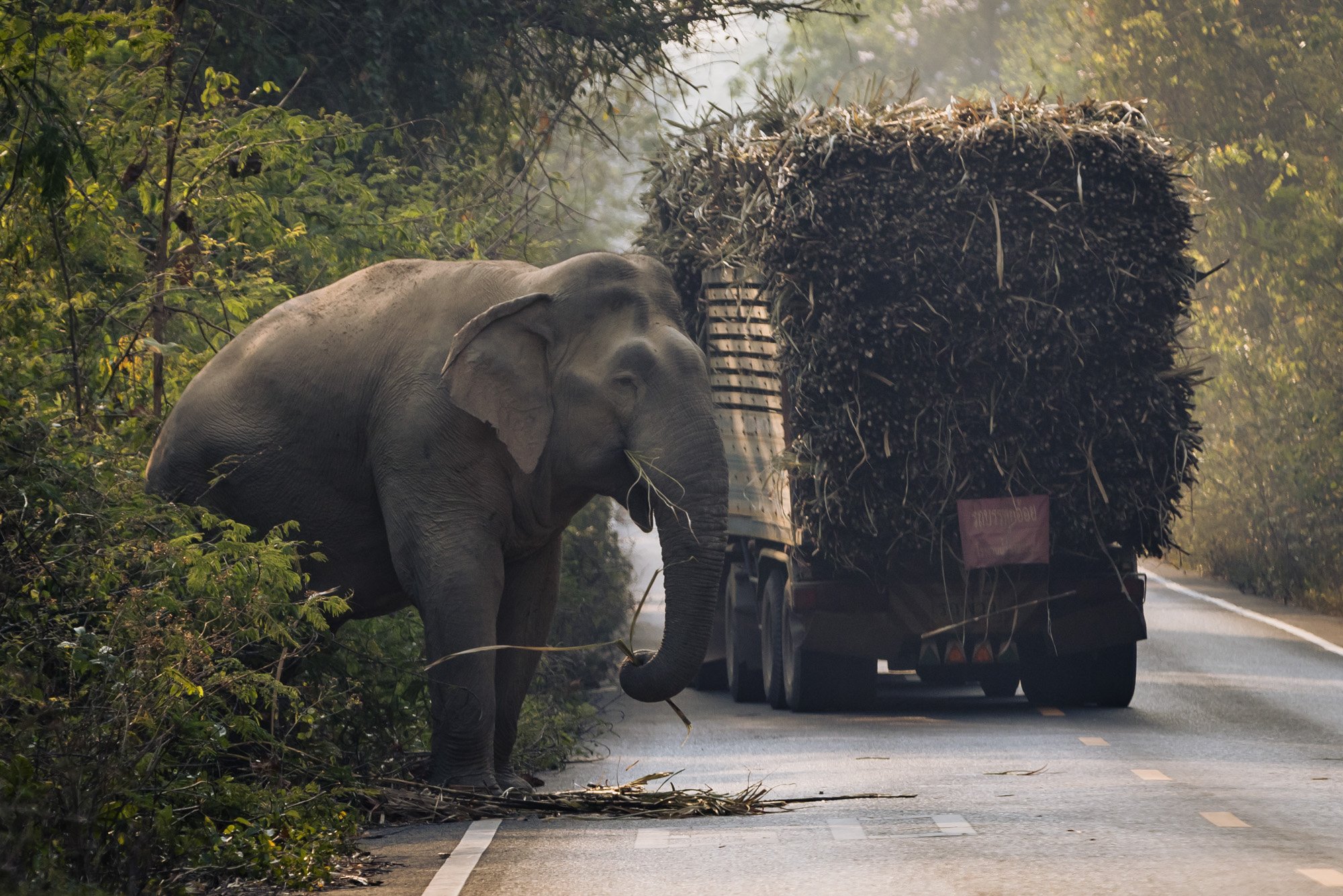  A wild male Asian elephant eats sugar cane from a passing truck on the side of the road in the Khao Ang Rue Nai Wildlife Preserve Area. 