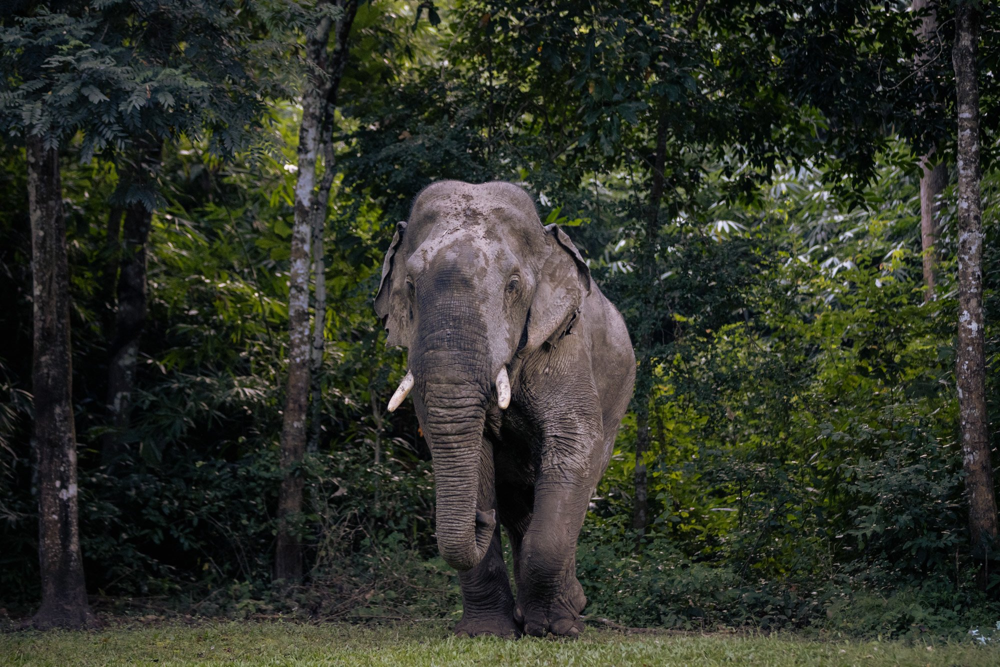  Boonchuay, a local bull from the nearby Kaeng Krachan national park emerges. 