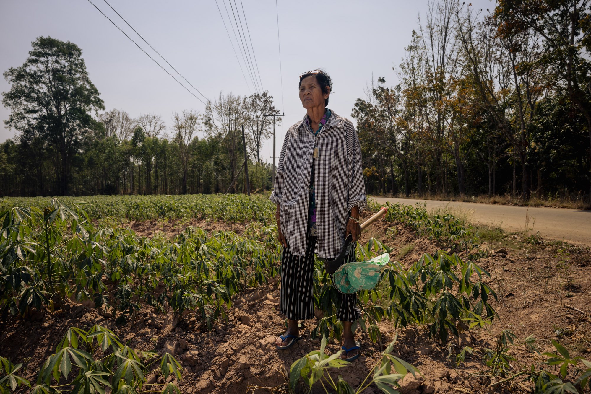  Boonsri Pakdee among her cassava plants at her home in Ban Nong Prue Kan Yang, Chachoengsao on February 13, 2024. Her husband Pae Pakdee died aged 73 in 2022 after a three metre tall elephant attacked him in a palm tree field. 