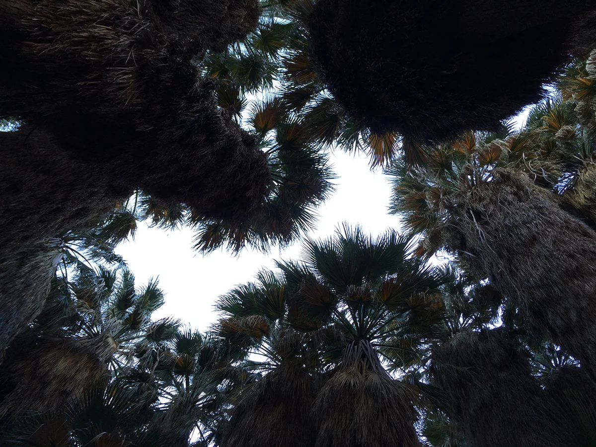 Anza-Borrego in May