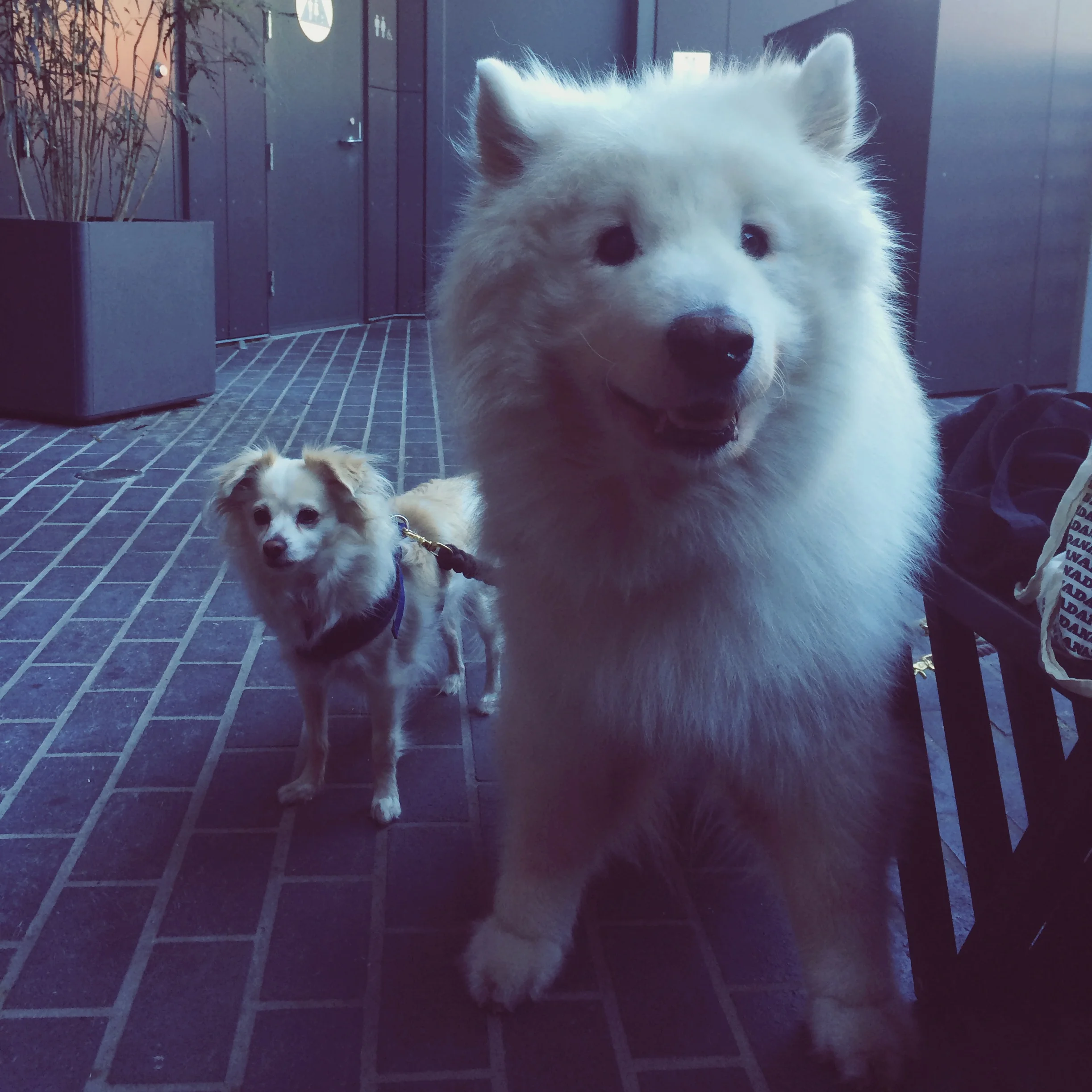 flowers? what flowers? i want to play with this dog NOW! @cogcoffee #samoyed #higuys #bigonelittleone #dontforgetaboutme