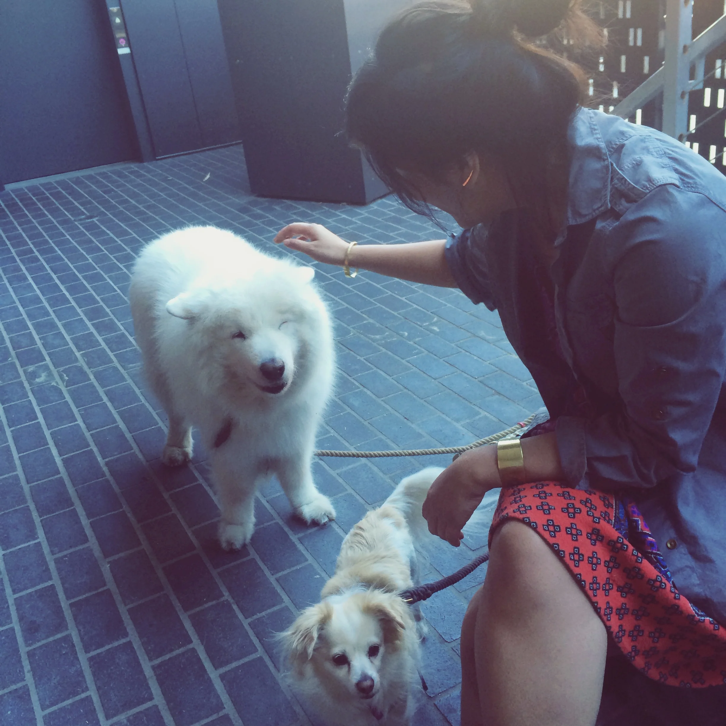 a samoyed #winked at my sister! although she said he was really squinting and saying he wasn't sure about this