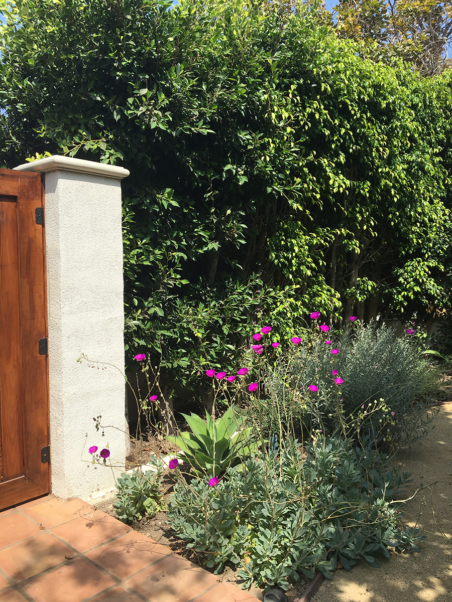  A new entry gate, walkway, and planting within an existing hedge. 