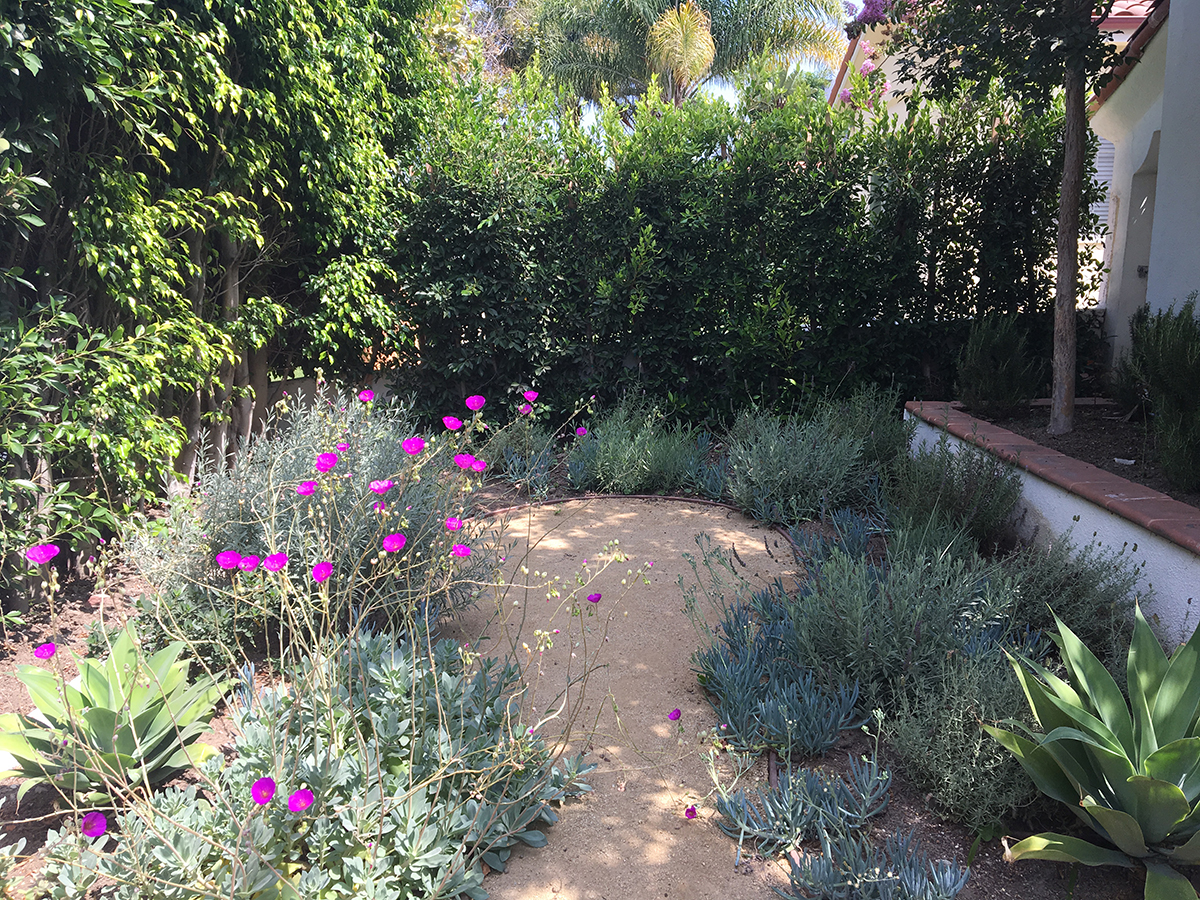  A Mediterranean garden of succulents and several species of lavender 
