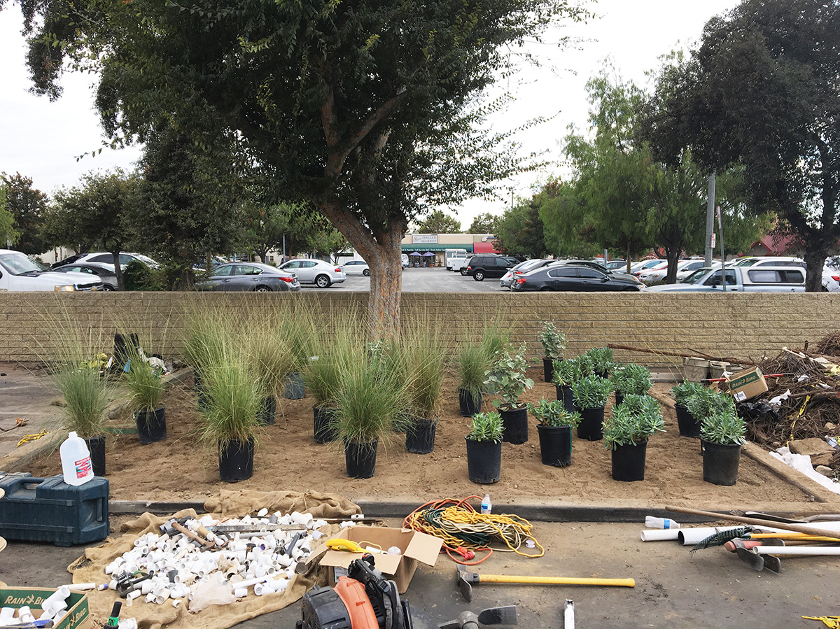  A mix of native and drought-tolerant plants for an office building  