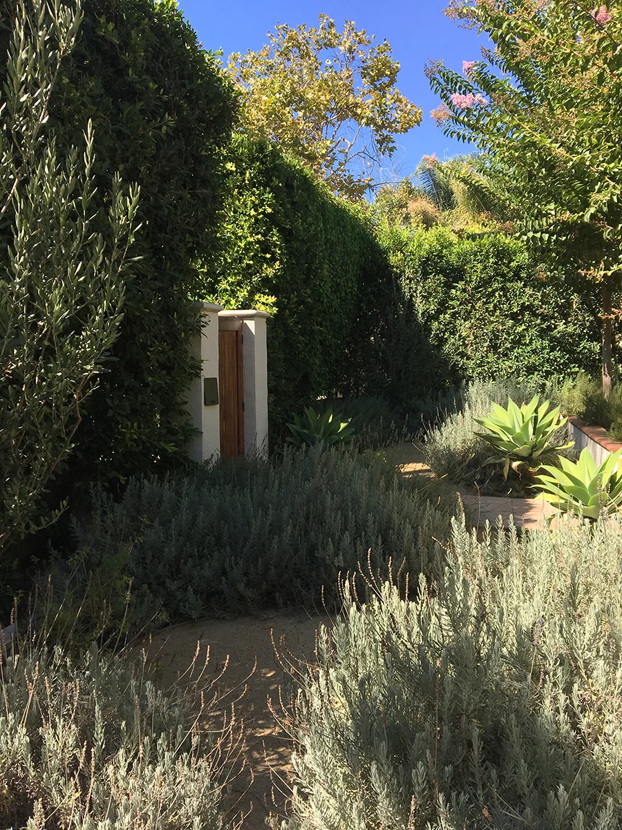 A fragrant grown in garden of lavender