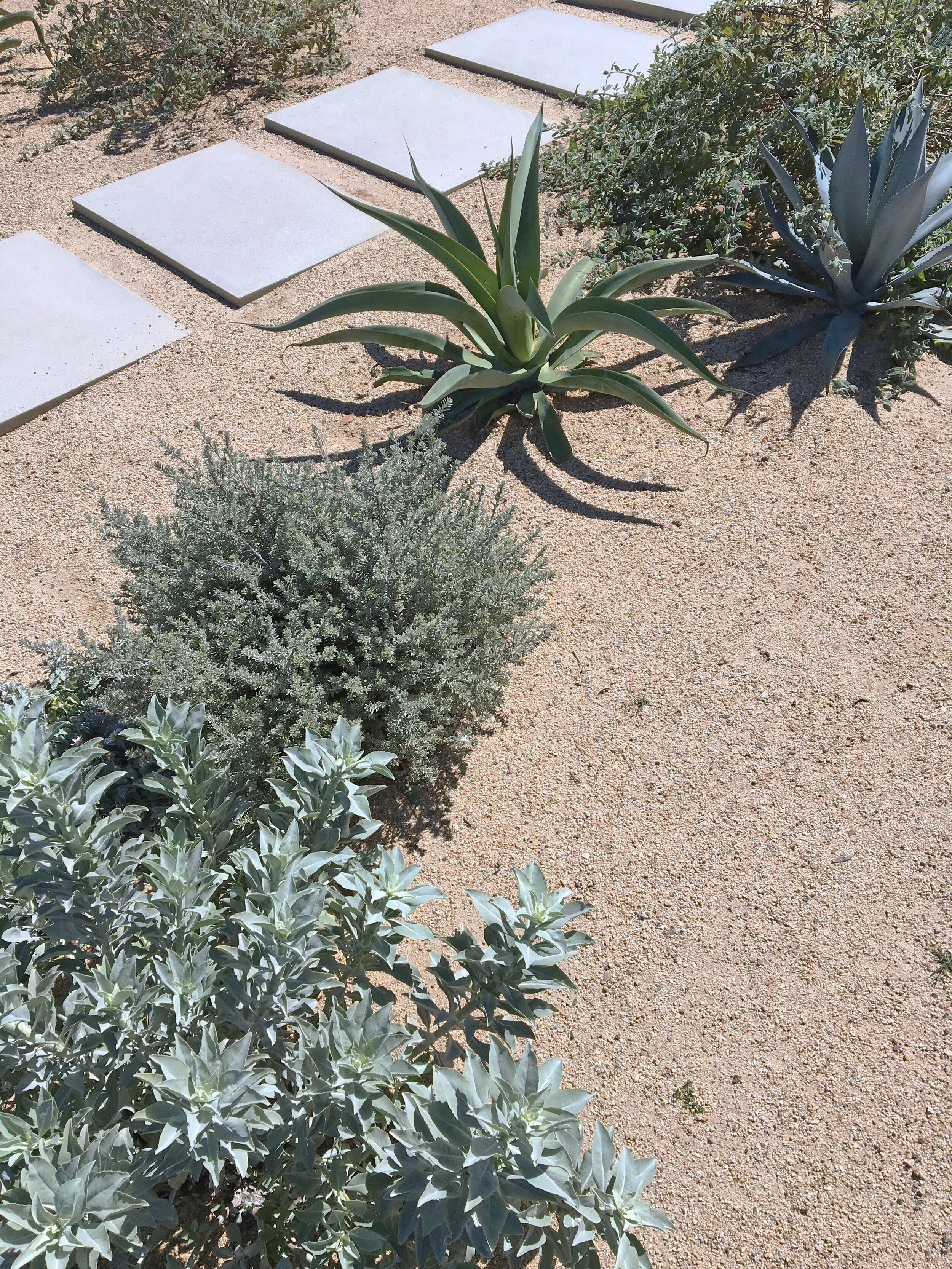  Sculptural agaves and soft perennials with a new front entry path 