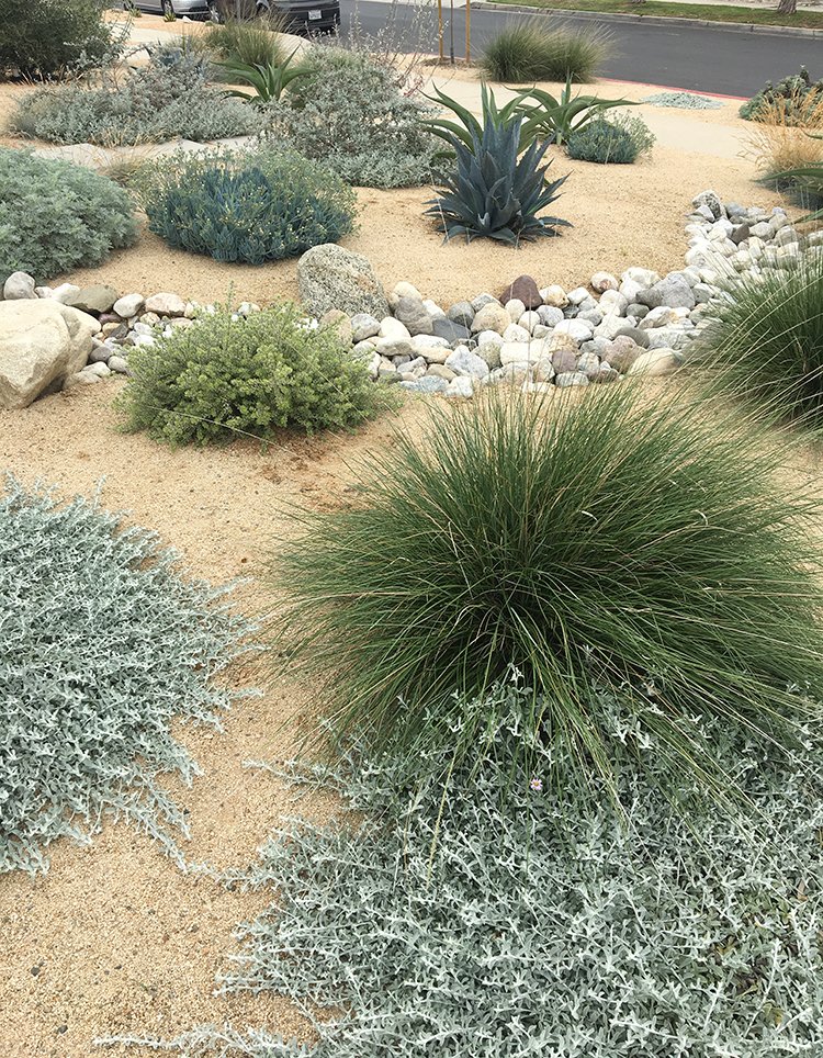  Desert-inspired xeriscaping with a dry stream bed to replace a front lawn 