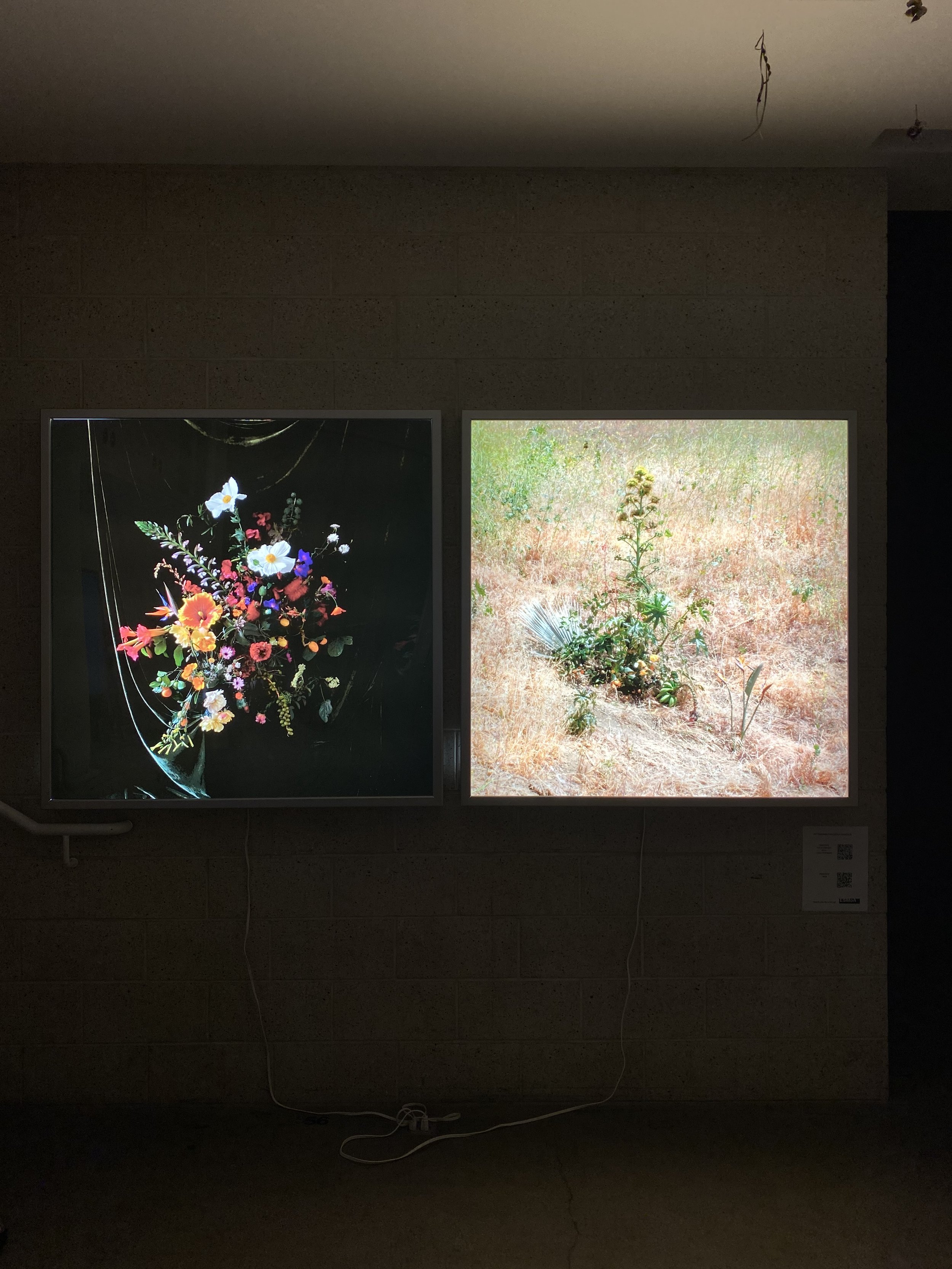  in the studio / on the hill  exhibited at ESMOA as part of   we are all living in the garden   installation created as ESMOA LAB artist-in-residence, 2021   All flora depicted in these two photographs were foraged on the streets and hillsides of Los
