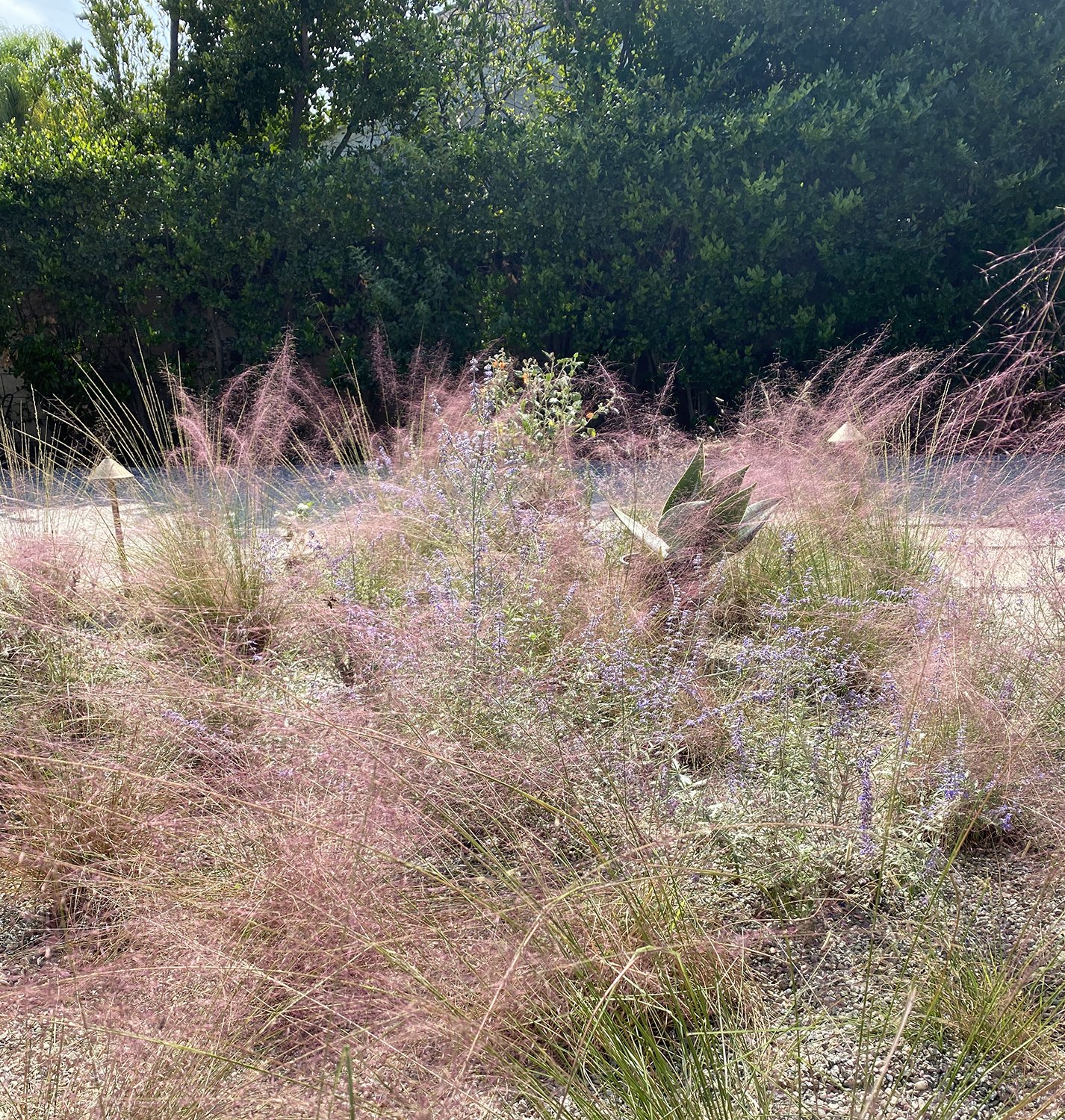  Pink muhly starring in a native and drought-tolerant meadow - the colors will shift through the seasons as each plant blooms in turn 