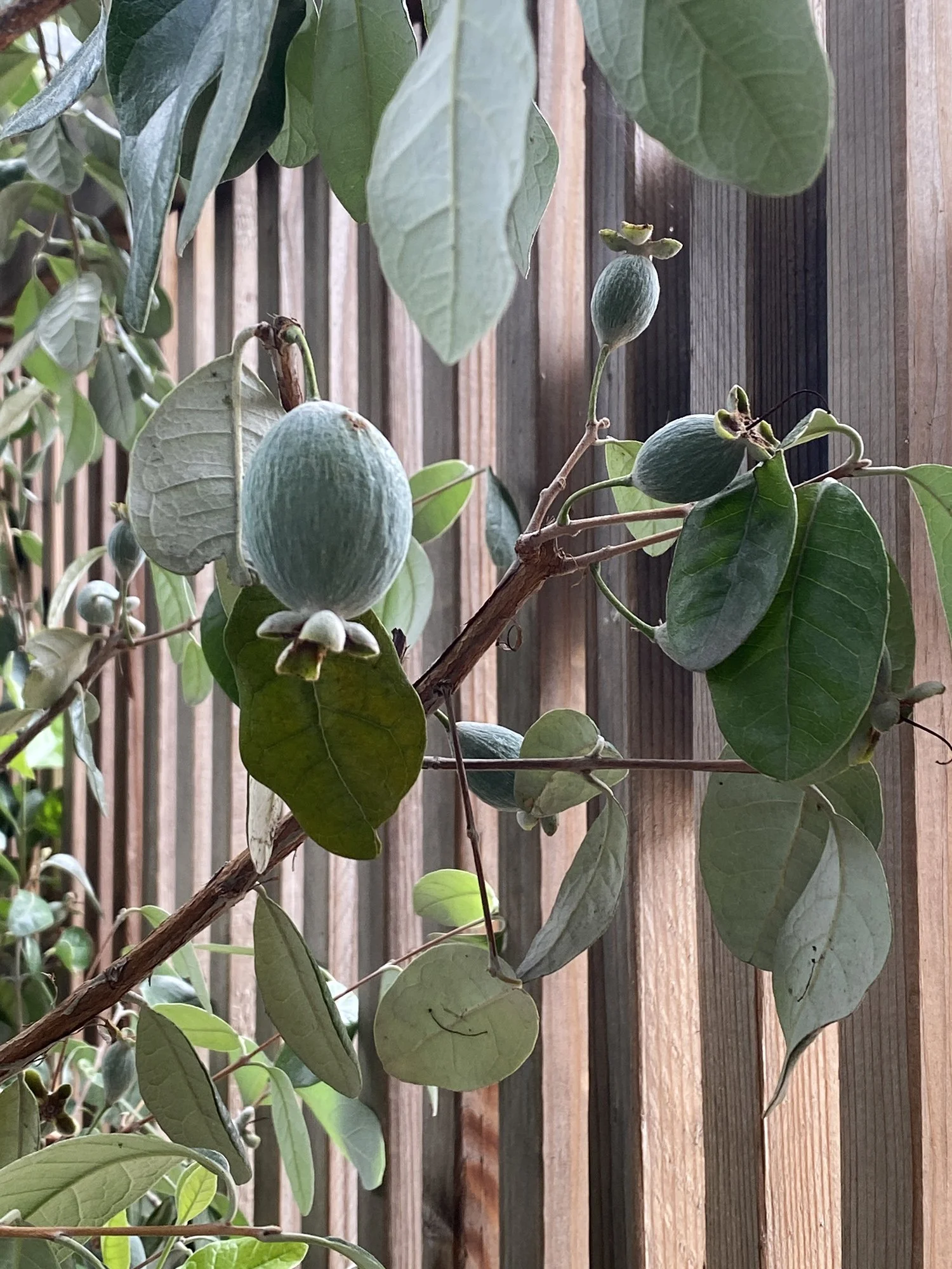 the fruiting guava hedge plays against the modern fence