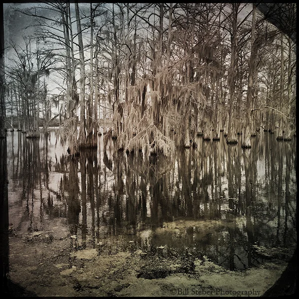 Cypress trees on the Yazoo River on Hwy 49 West in Yazoo City, MS. "I would rather be buried in some cypress grove I would rather be buried in some cypress grove To have some woman, Lord, that I can't control And I'm goin' away now, I'm goin' away to stay And I'm goin' away now, I'm goin' away to stay That'll be all right, pretty mama, you gonna need my help someday And the sun goin' down, and you know what your promise means And the sun goin' down, you know what your promise means And what's the matter, baby, I can't see I would rather be dead and six feet in my grave I would rather be dead and six feet in my grave Than to be way up here, honey, treated this a-way And the old people told me, baby, but I never did know The old people told me, baby woman, but I never did know The good book declare you got to reap just what you sow When your knee bone's achin' and your body cold When your knee bone's achin' and your body cold Means you just gettin' ready, honey, for the cypress grove" -Skip James, "Cypress Grove Blues"
