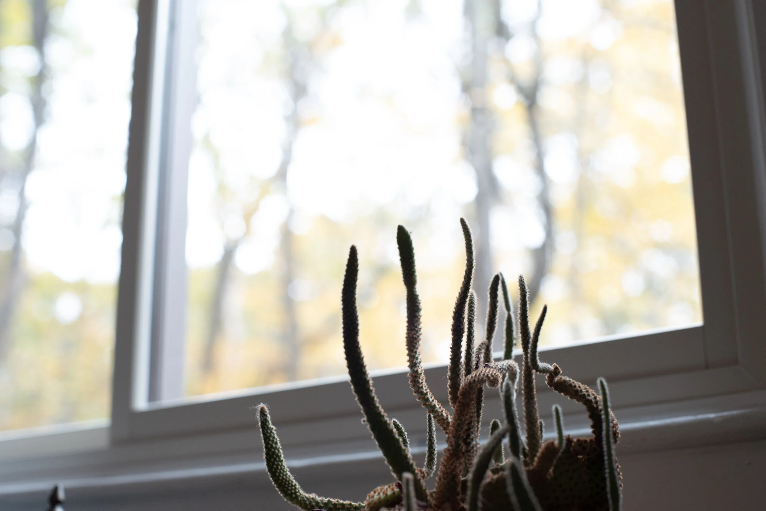 cactus.jpg