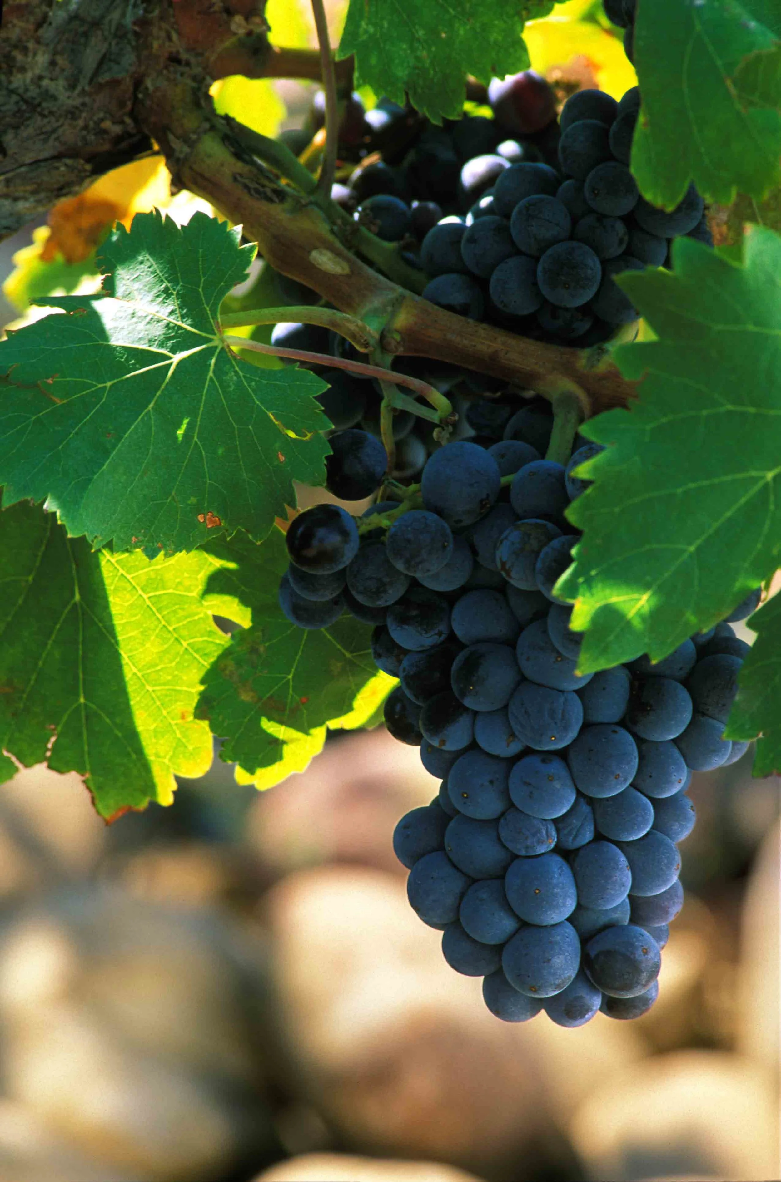 Grappe Grenache