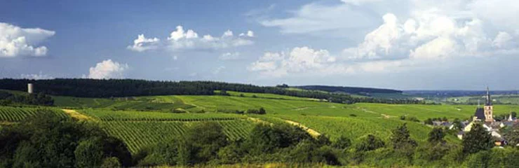 Weil vineyards