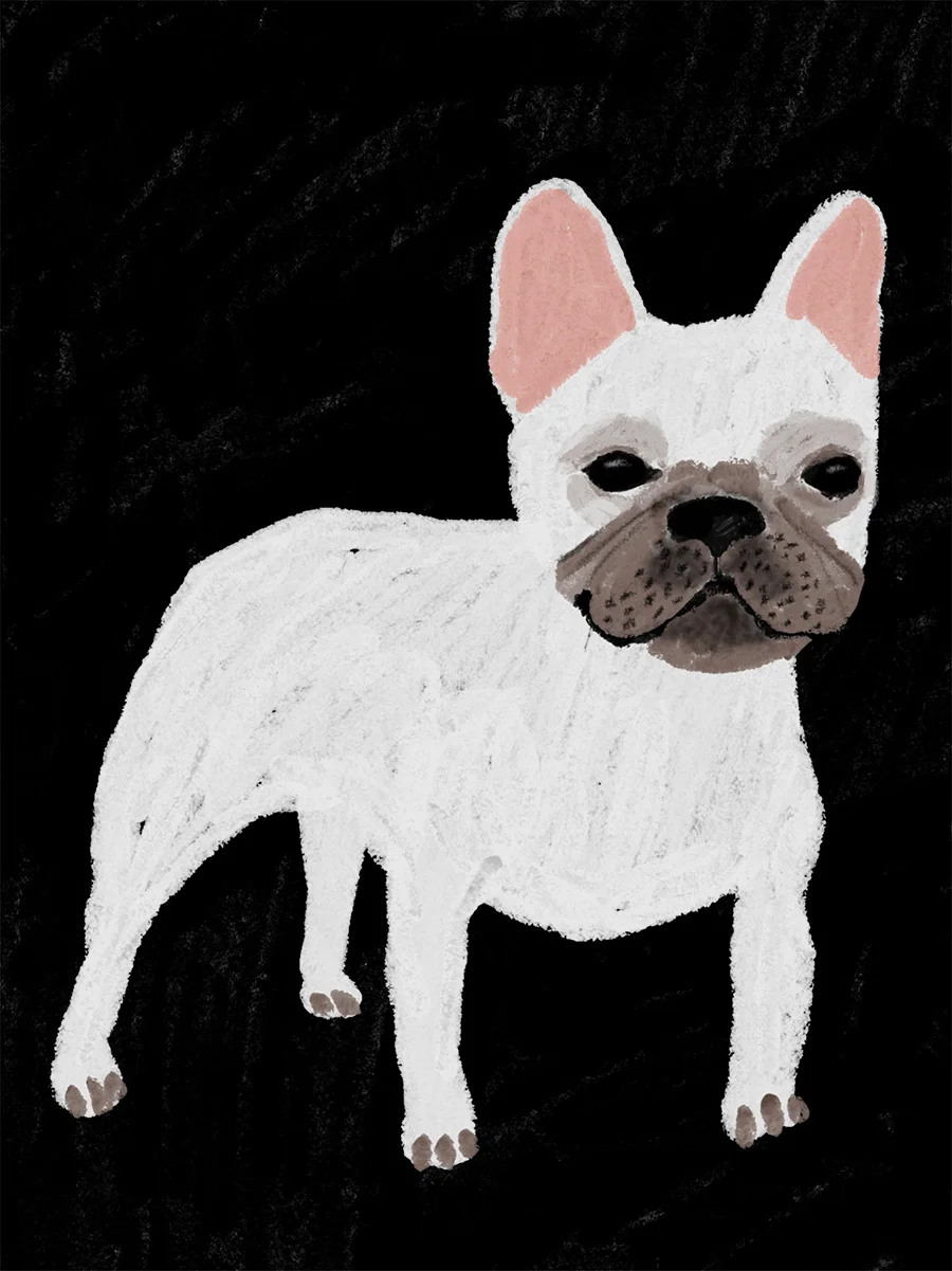 frenchie.jpg